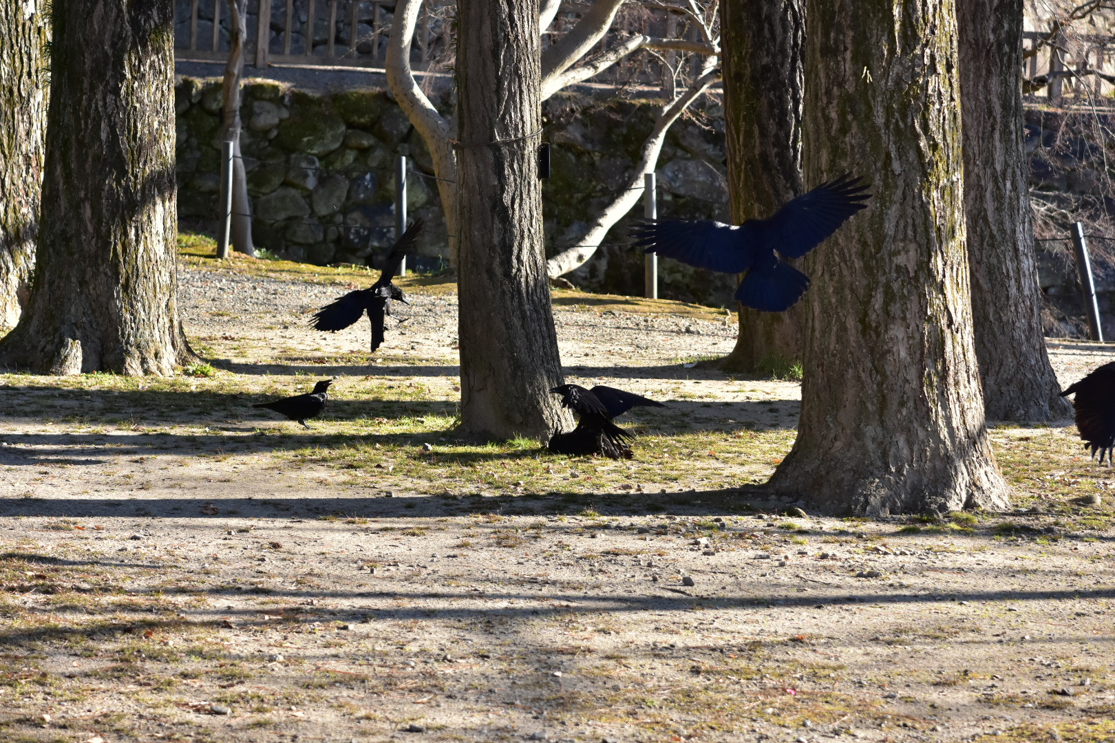 Nikon AF-S DX Micro-Nikkor 85mm F3.5G ED VR sample photo. Black bird photography