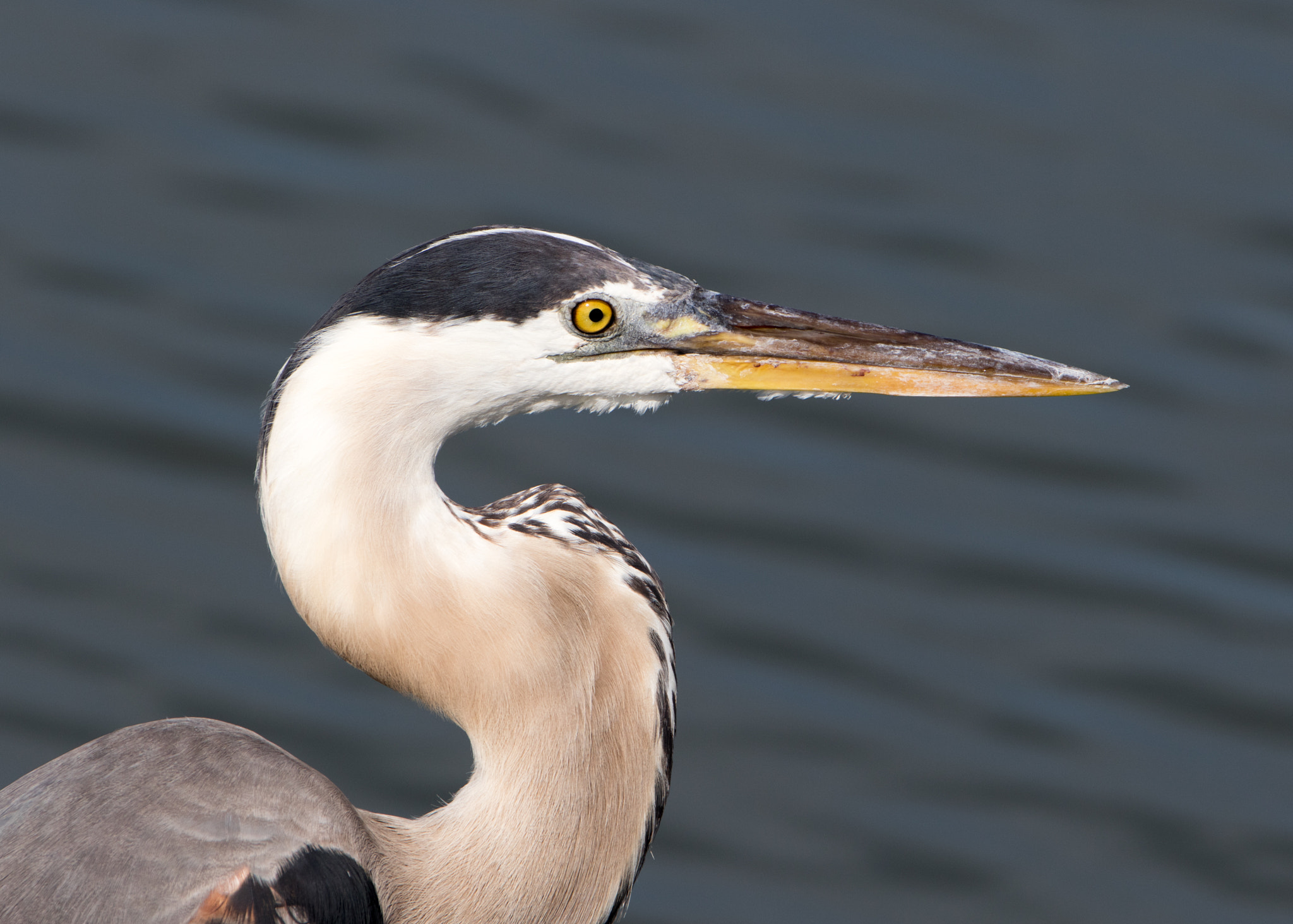 Canon EF 70-200mm F2.8L IS II USM sample photo. Bird photography