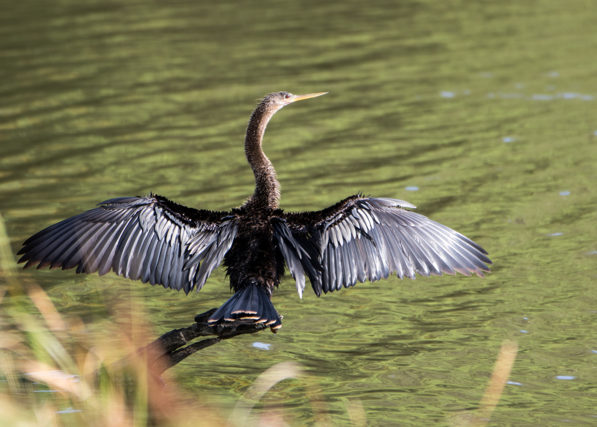 Canon EOS 7D Mark II + Canon EF 70-200mm F2.8L IS II USM sample photo. Bird photography