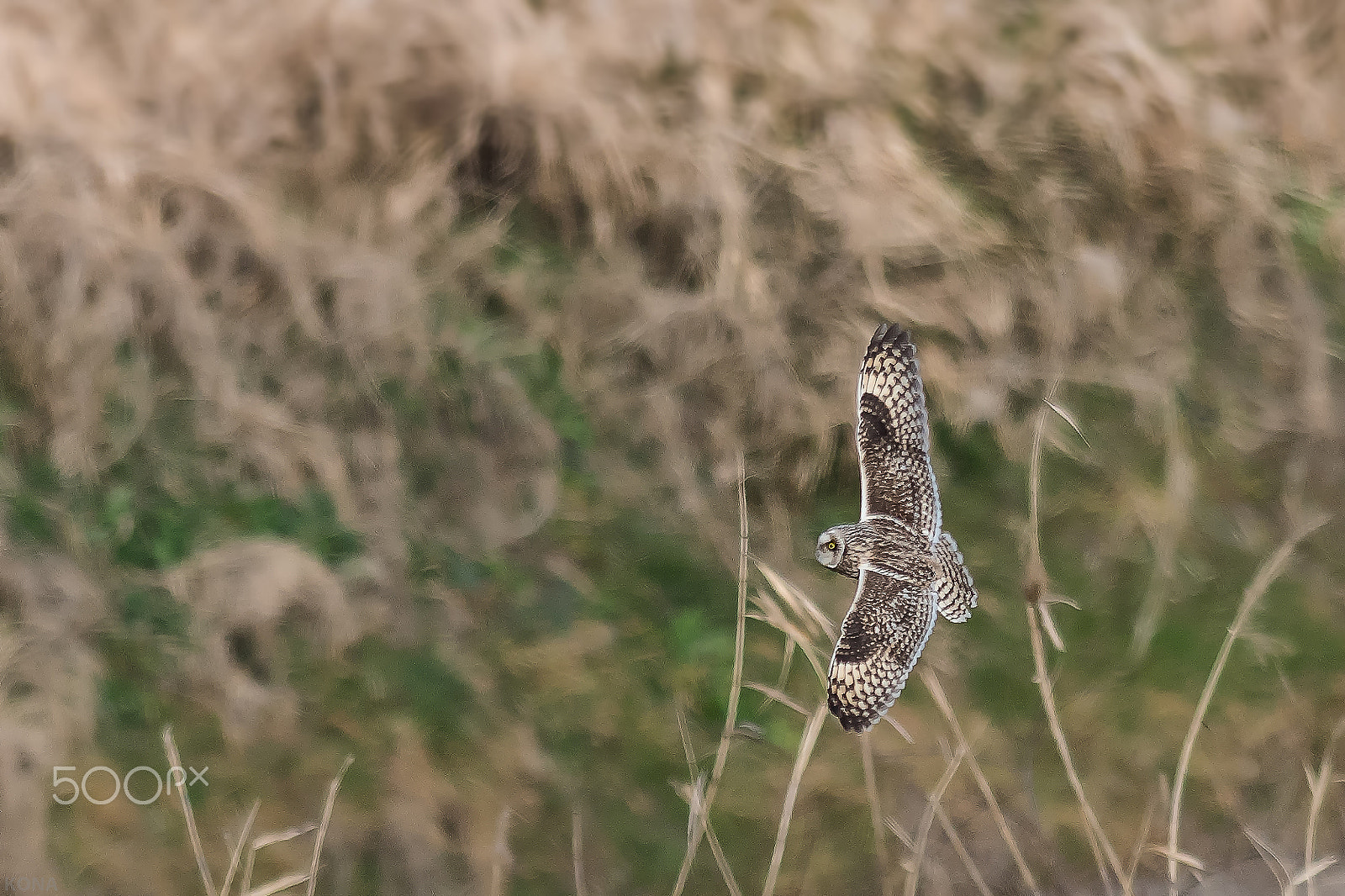 Nikon D500 + Nikon AF-S Nikkor 400mm F2.8G ED VR II sample photo. Komimi photography