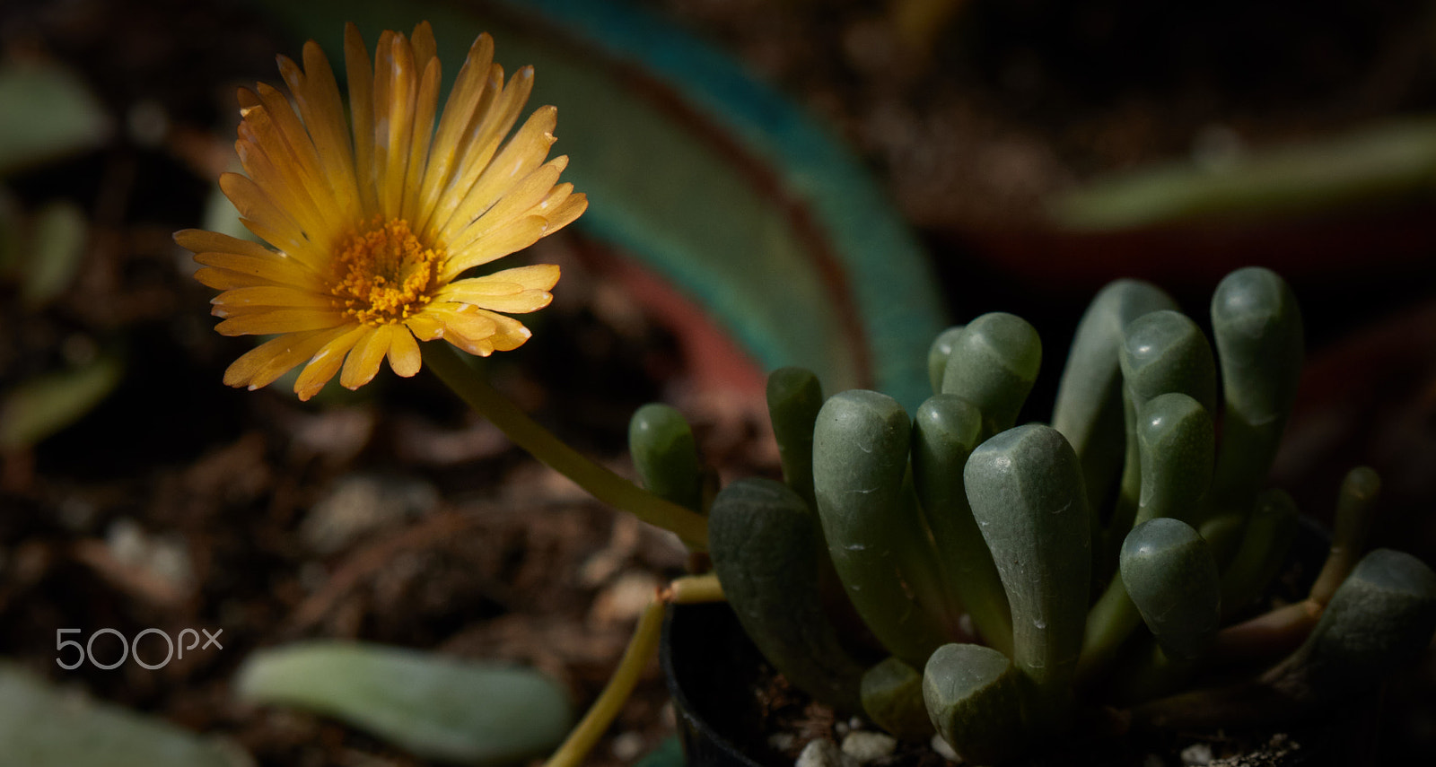 Canon EF-S 55-250mm F4-5.6 IS STM sample photo. Succulent bloom - baby toes photography