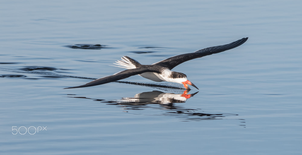Sigma 150-500mm F5-6.3 DG OS HSM sample photo. Skimming photography