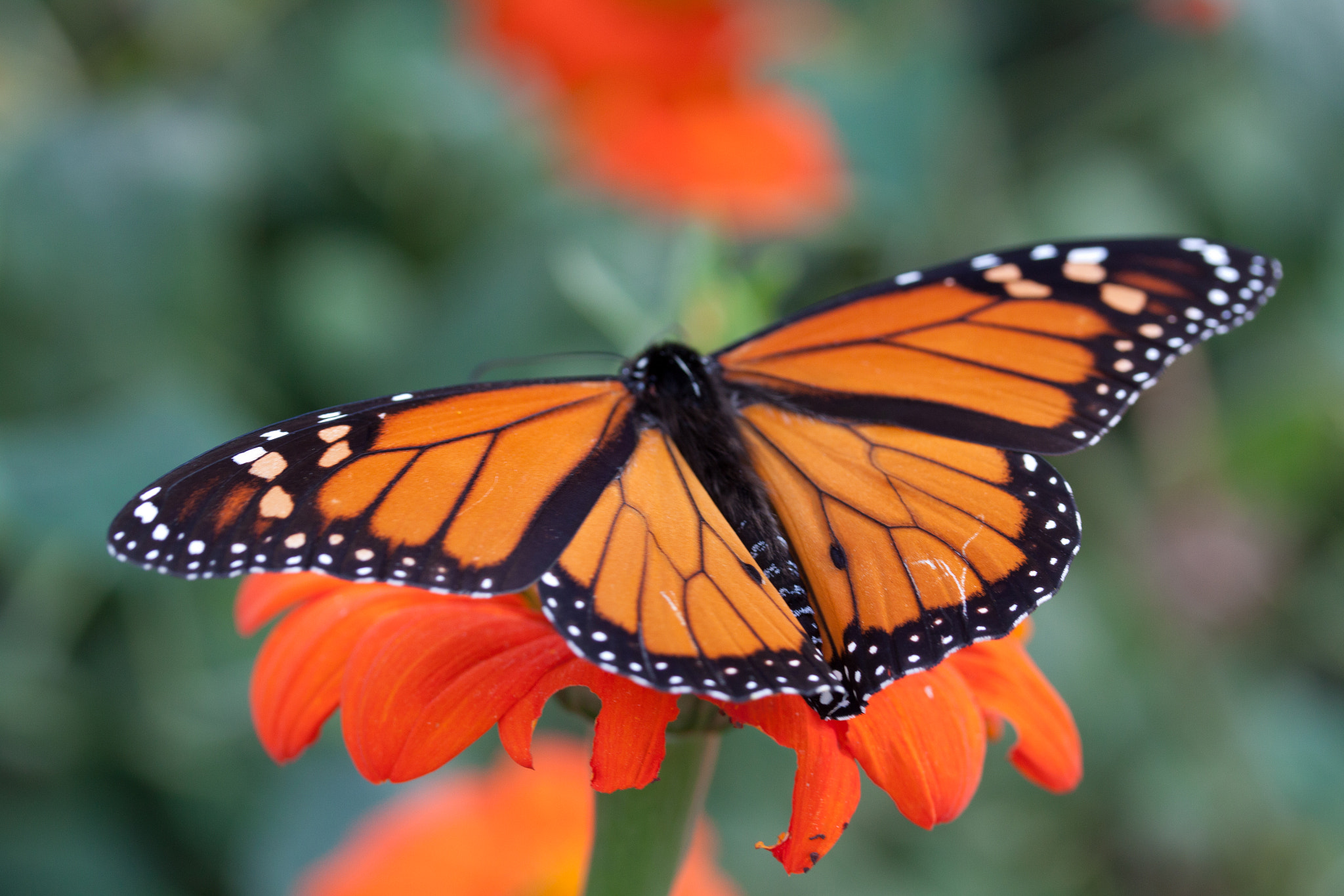 Canon EF-S 60mm F2.8 Macro USM sample photo. Butterfly photography