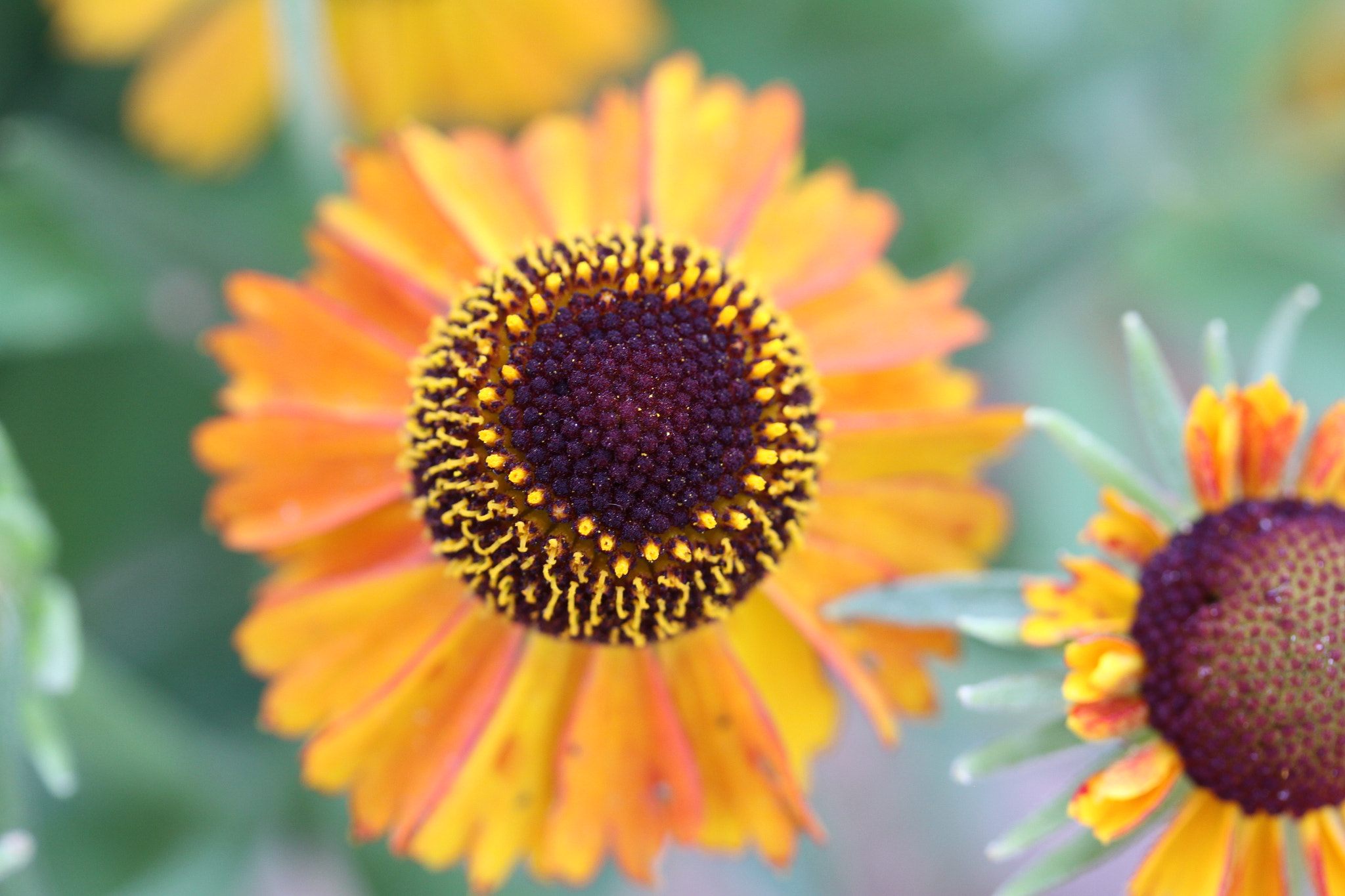 Canon EF-S 60mm F2.8 Macro USM sample photo. Flower photography