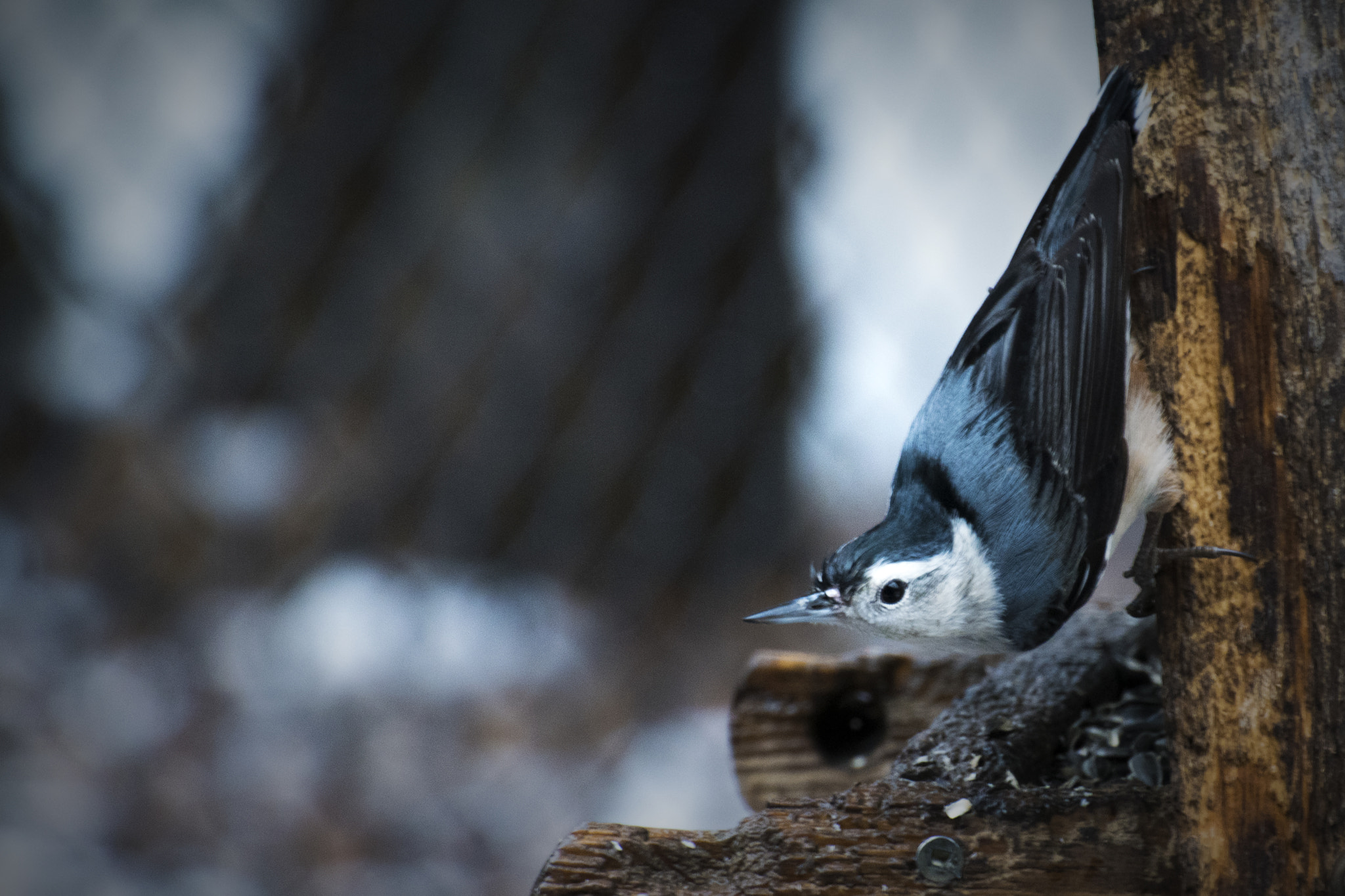 Nikon D500 + Nikon AF-S Nikkor 70-300mm F4.5-5.6G VR sample photo. Nuthatch at feeder. windsor, on. photography