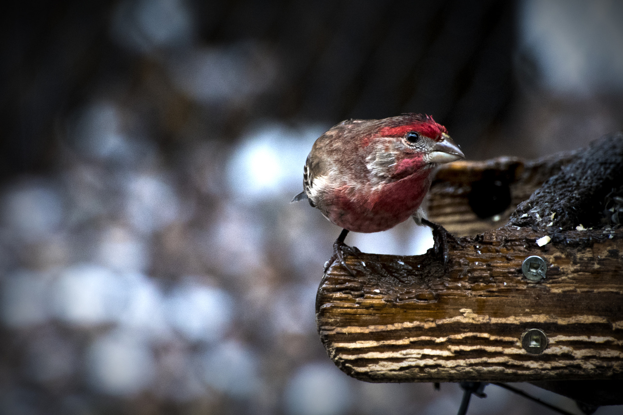 Nikon D500 sample photo. House finch at feeder. windsor, on. photography