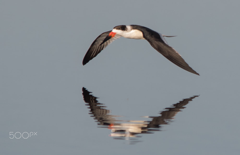 Sigma 150-500mm F5-6.3 DG OS HSM sample photo. Reflection photography