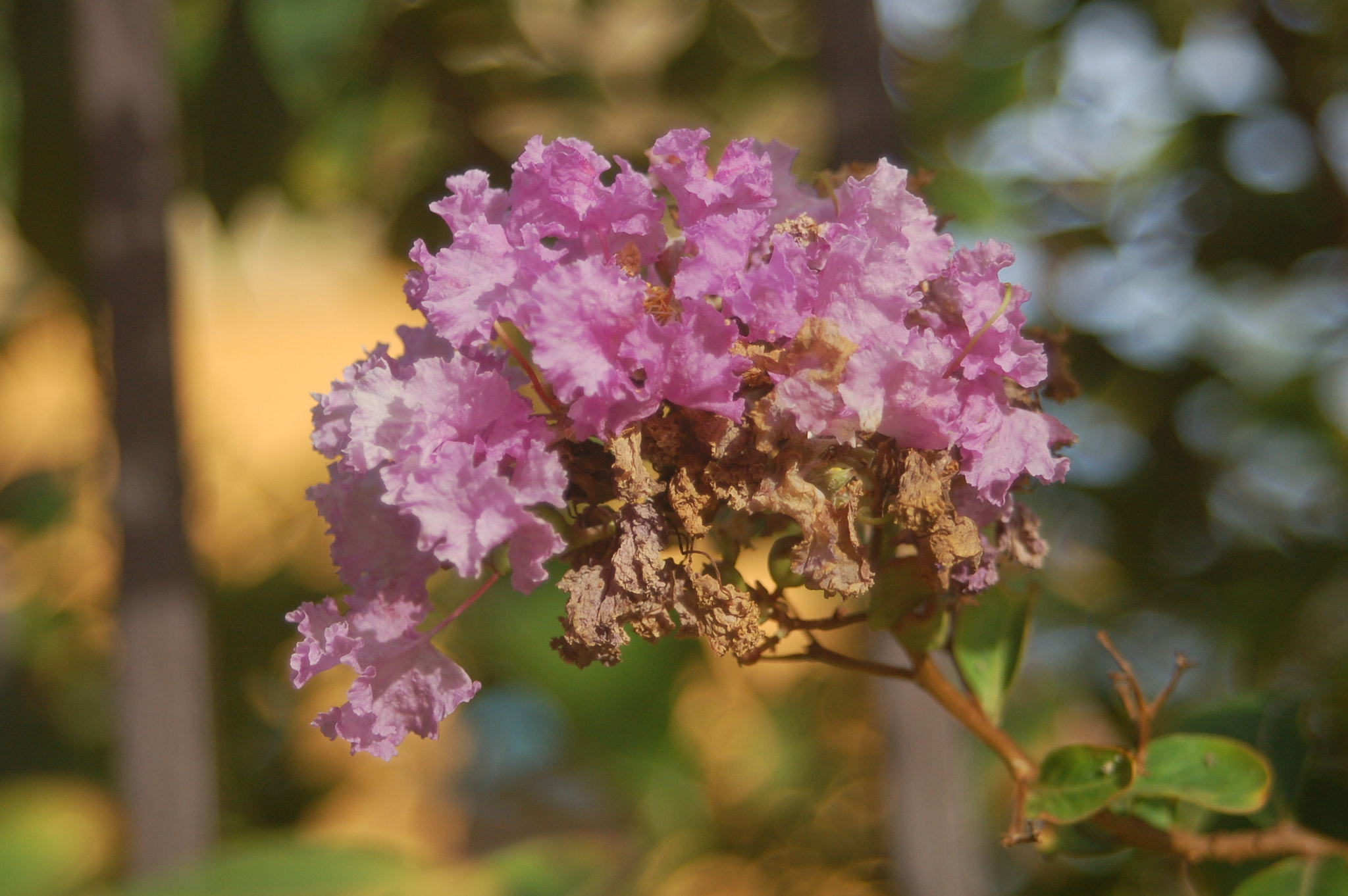 Sigma 28-90mm F3.5-5.6 Macro sample photo