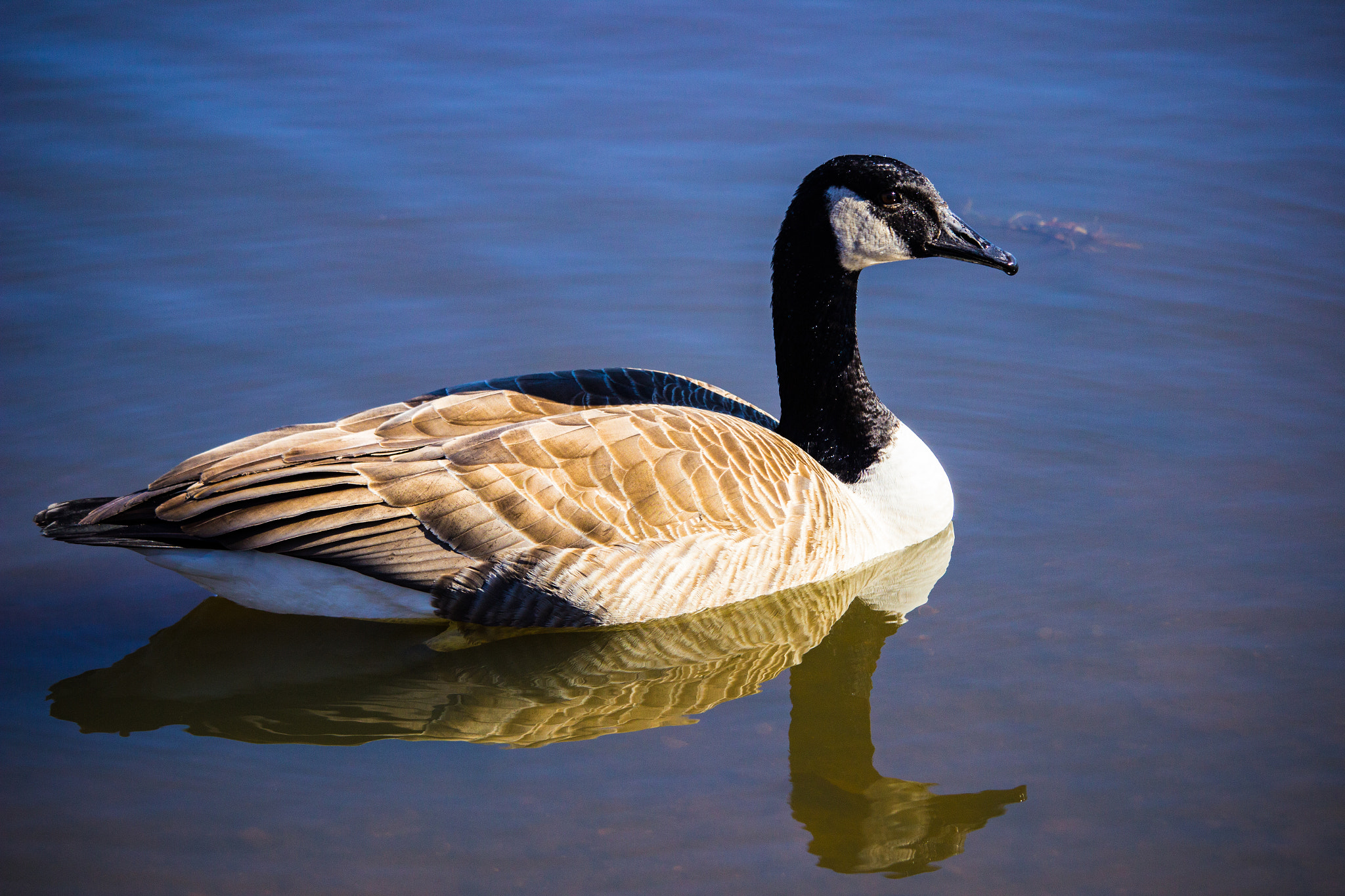 Canon EOS 600D (Rebel EOS T3i / EOS Kiss X5) + Canon EF-S 55-250mm F4-5.6 IS STM sample photo. Migratory canadian goose photography