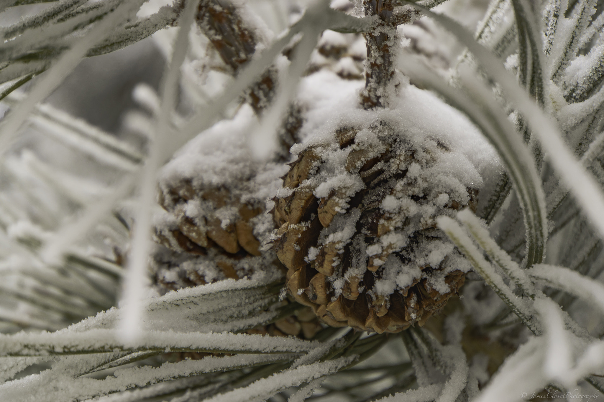 Sony E 18-200mm F3.5-6.3 OSS sample photo. Pine and ice photography
