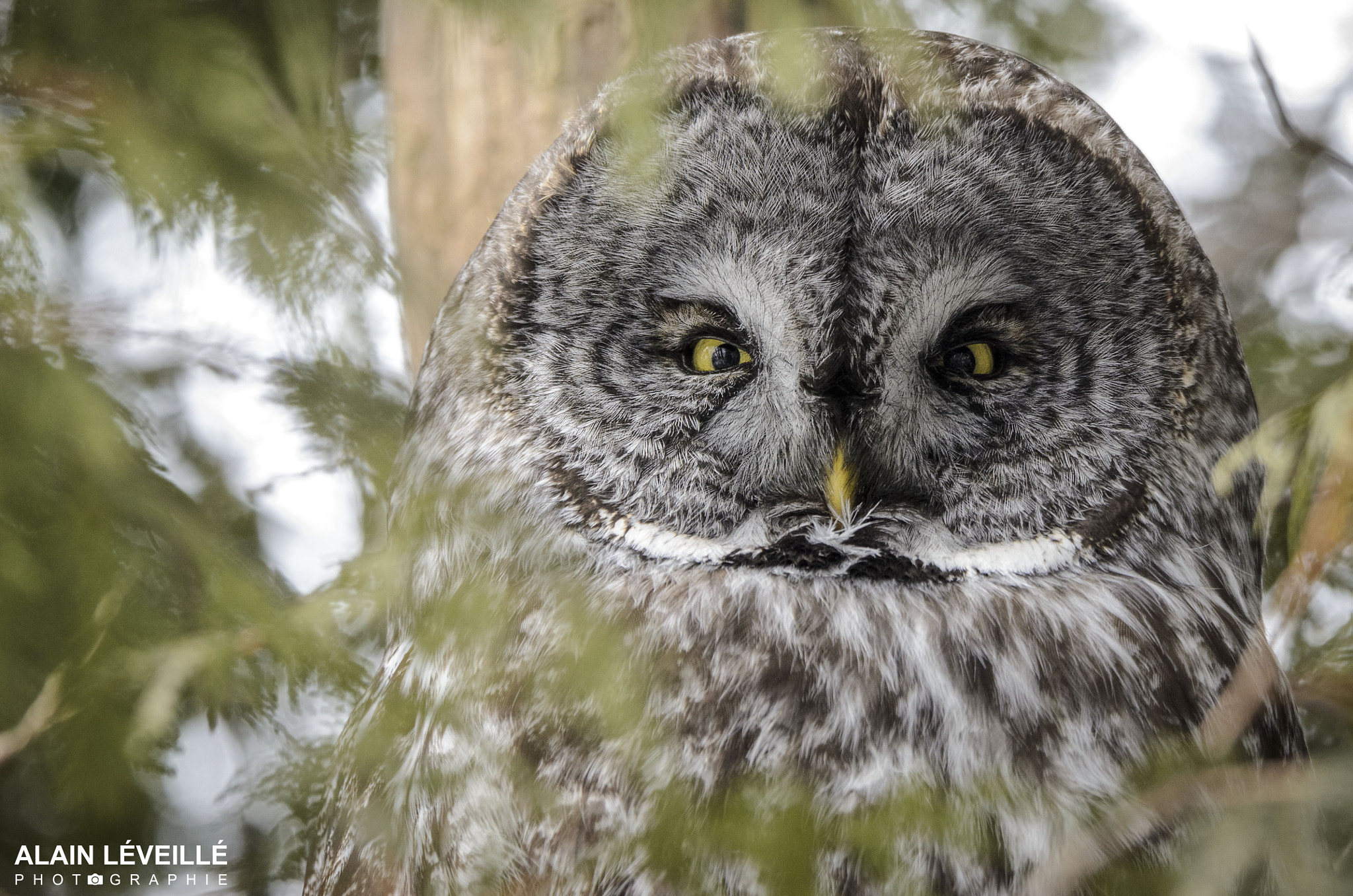 Nikon D7000 sample photo. Great gray owl photography