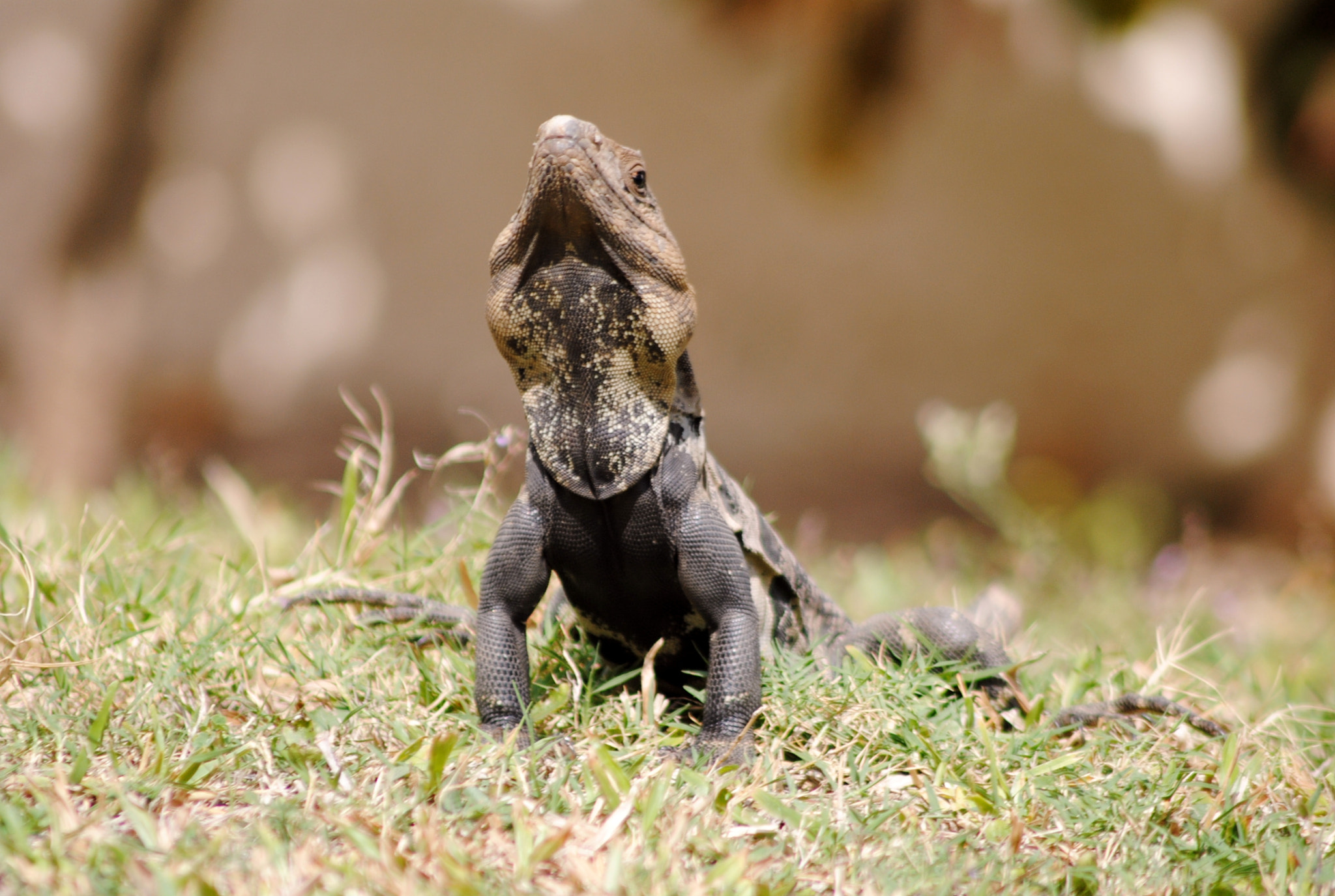 Nikon AF Nikkor 70-300mm F4-5.6G sample photo. Sunbathing iguana photography