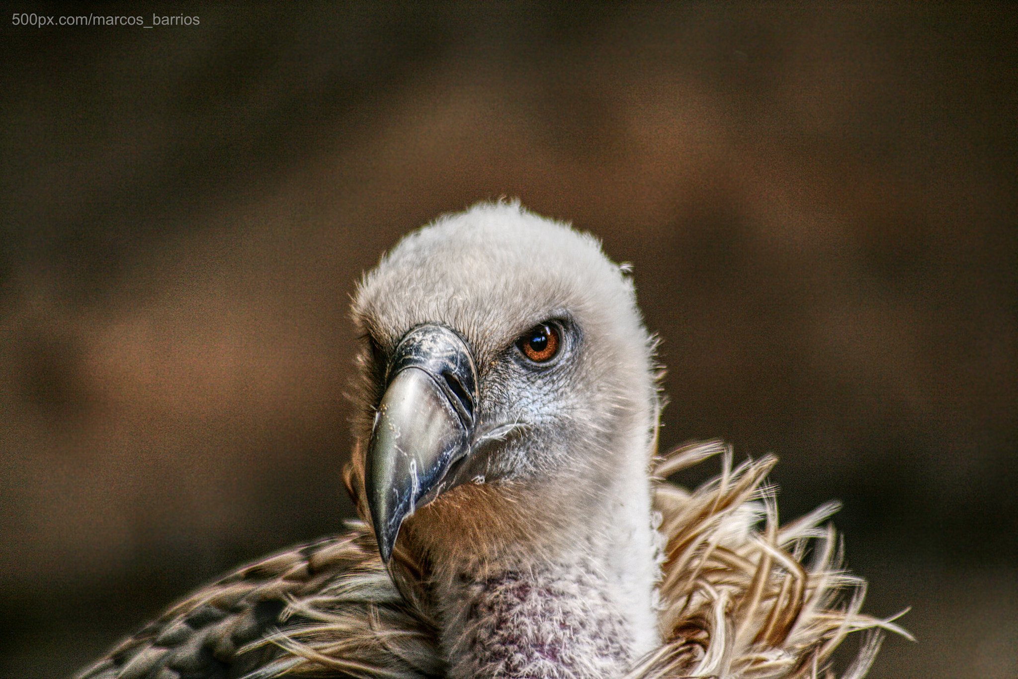 Sigma 70-300mm F4-5.6 APO DG Macro sample photo. Vulture´s deep look photography