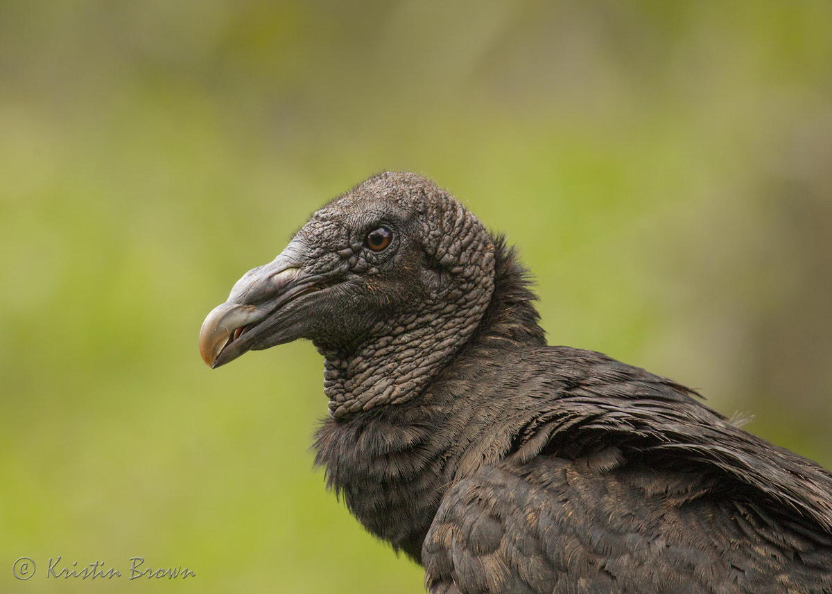 Canon EOS-1D Mark IV sample photo. Black vulture photography