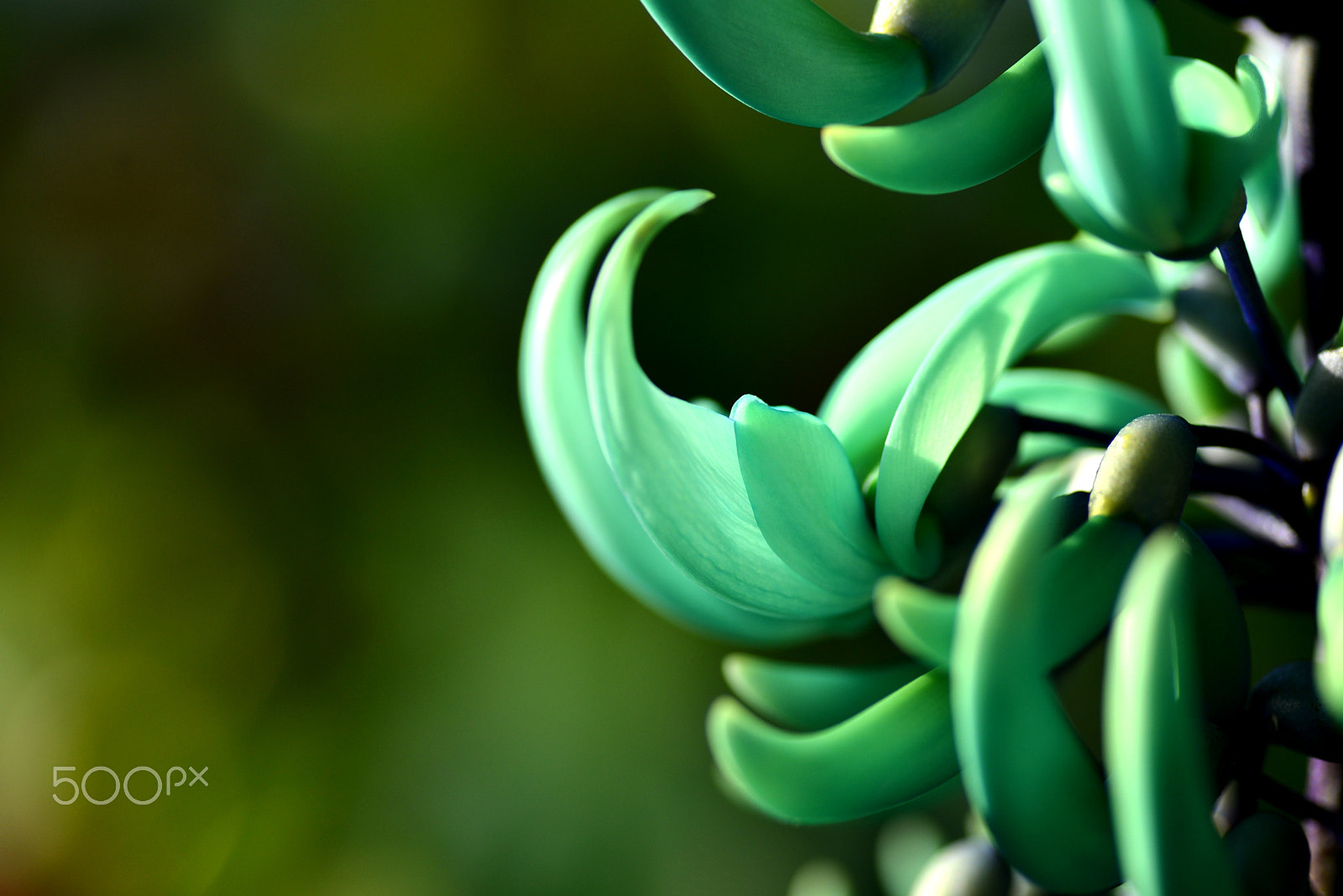 Nikon D600 sample photo. Jade vine photography