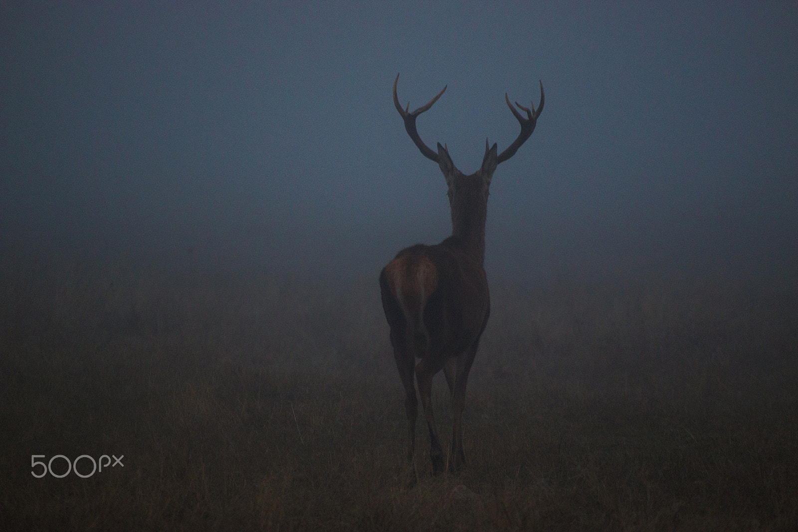 Canon EOS 70D + Sigma 50-200mm F4-5.6 DC OS HSM sample photo. Mysterious deer photography