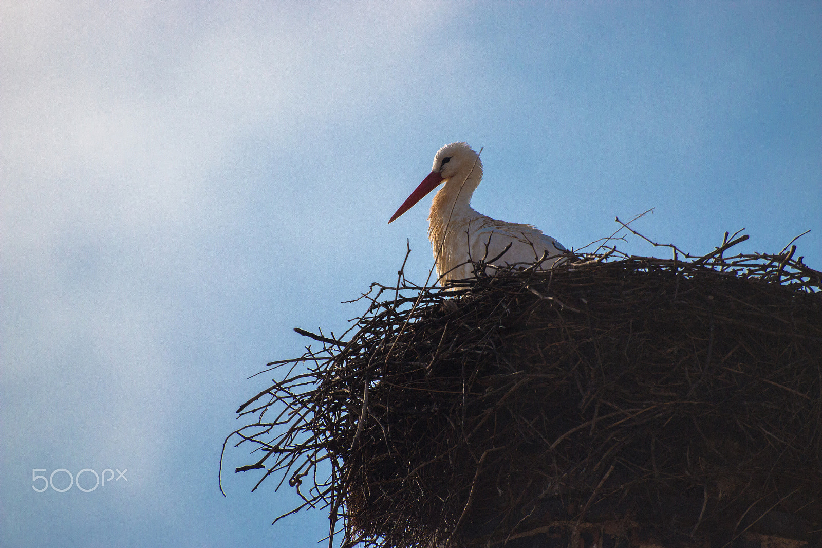 Canon EOS 70D + Sigma 50-200mm F4-5.6 DC OS HSM sample photo. Stork in it's nest photography
