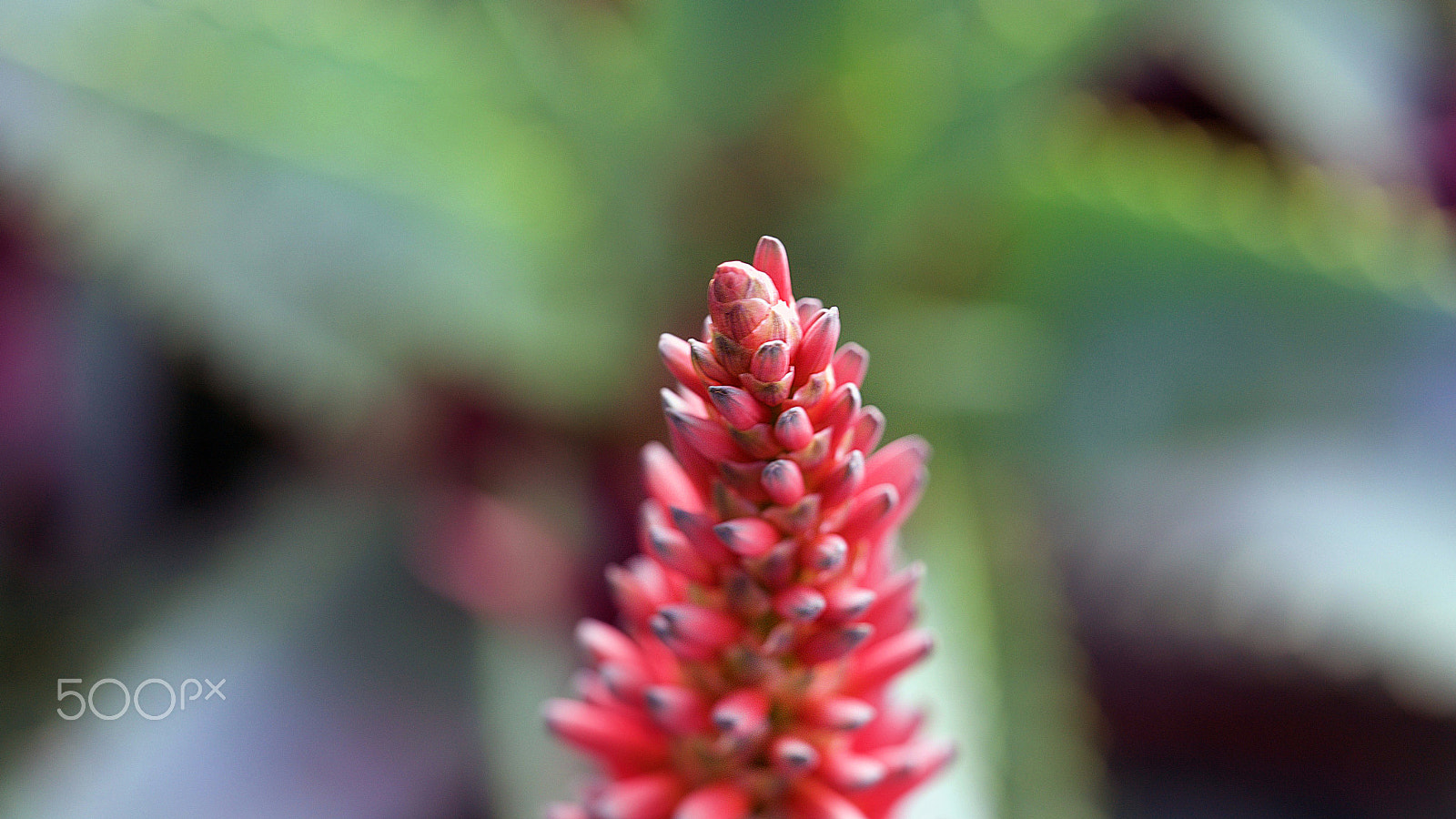 Sony a7S II + Sony FE 90mm F2.8 Macro G OSS sample photo. Lost in the fire below photography