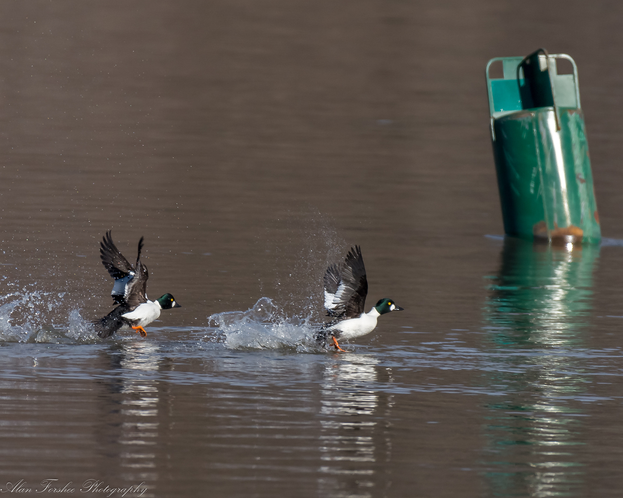 Nikon AF-S Nikkor 200-500mm F5.6E ED VR sample photo. Gettin' after it! photography