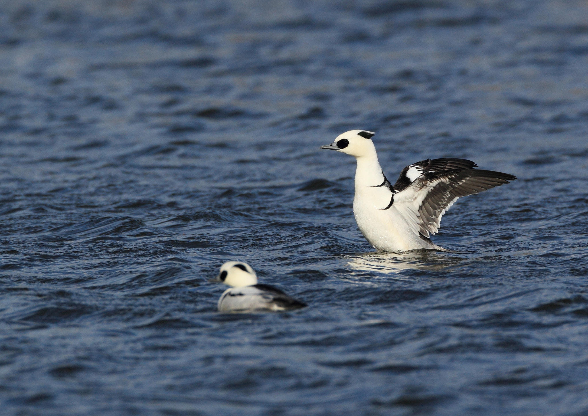 Canon EOS-1D Mark IV + Canon EF 800mm F5.6L IS USM sample photo. ミコアイサ smew photography