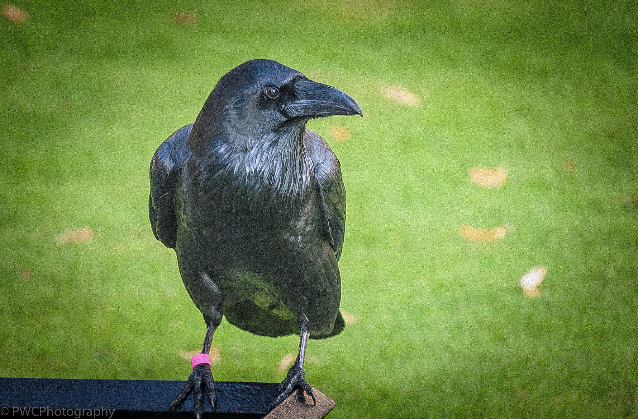 Nikon D40 sample photo. Tower of london raven photography