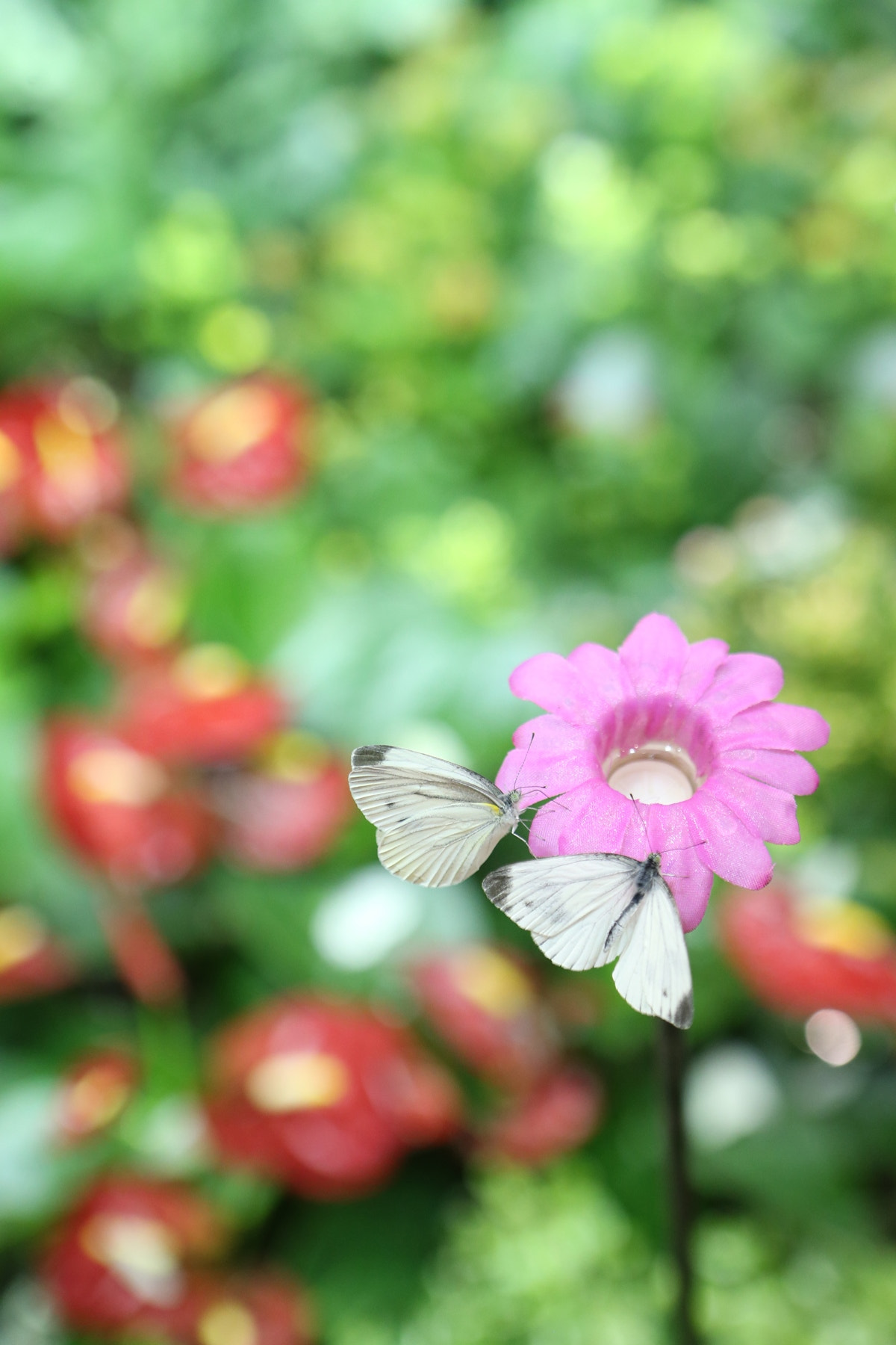 Canon EOS-1D X sample photo. Waiting for the spring in everland photography