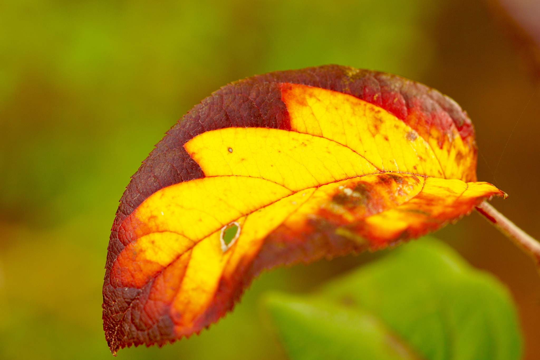 Sony a6000 sample photo. In my garden... photography