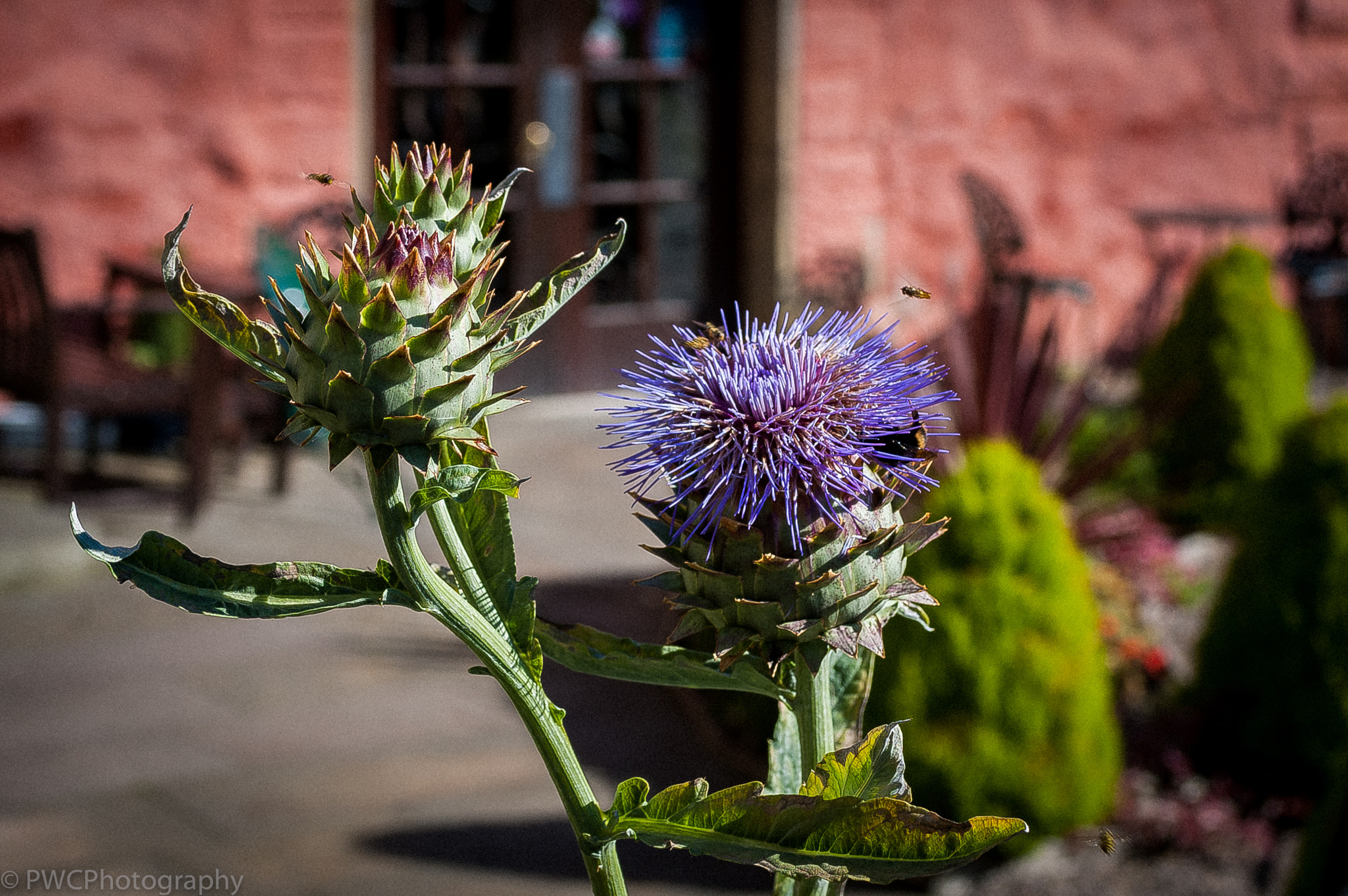 Nikon D40 sample photo. Scottish thistle photography