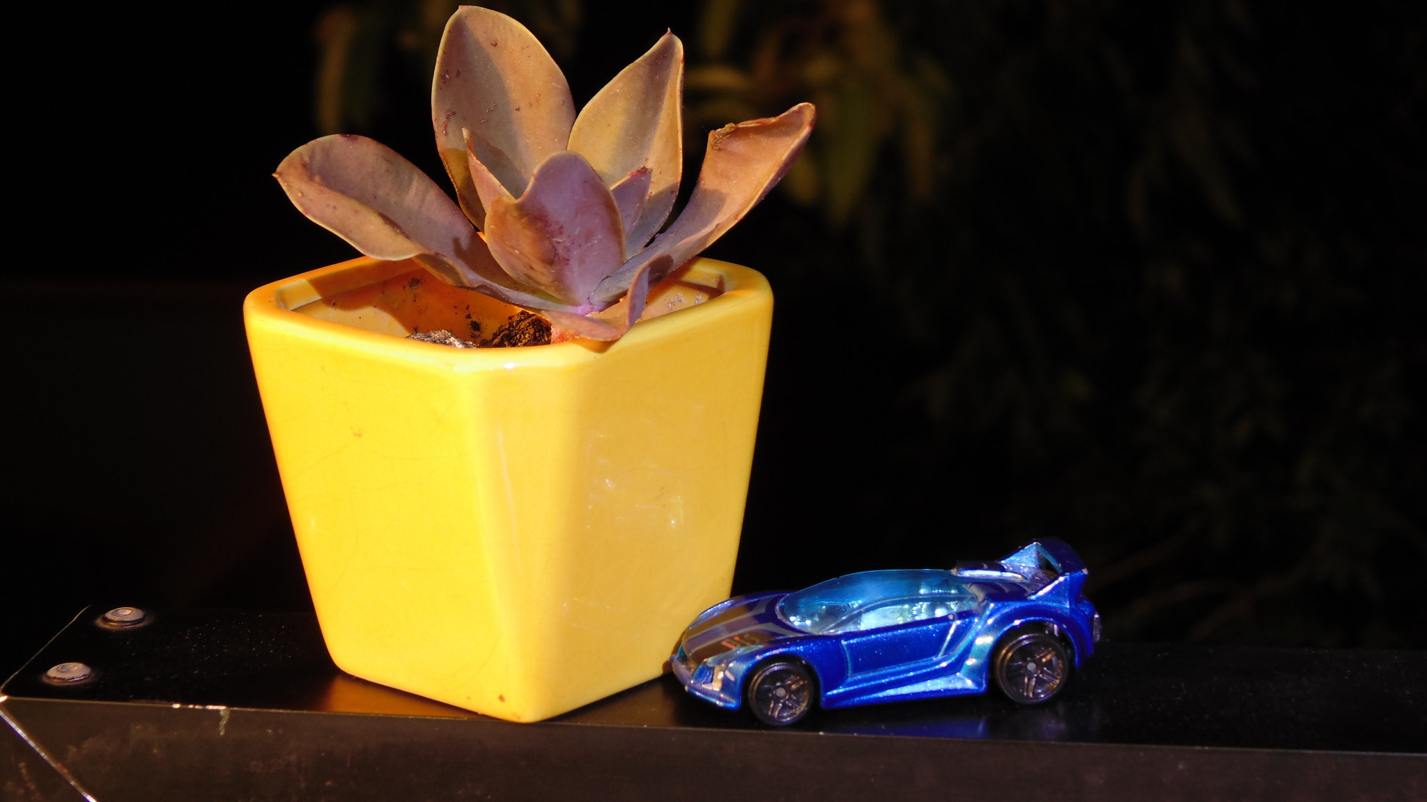 Sony DSC-H100 sample photo. Plant and miniature car photography