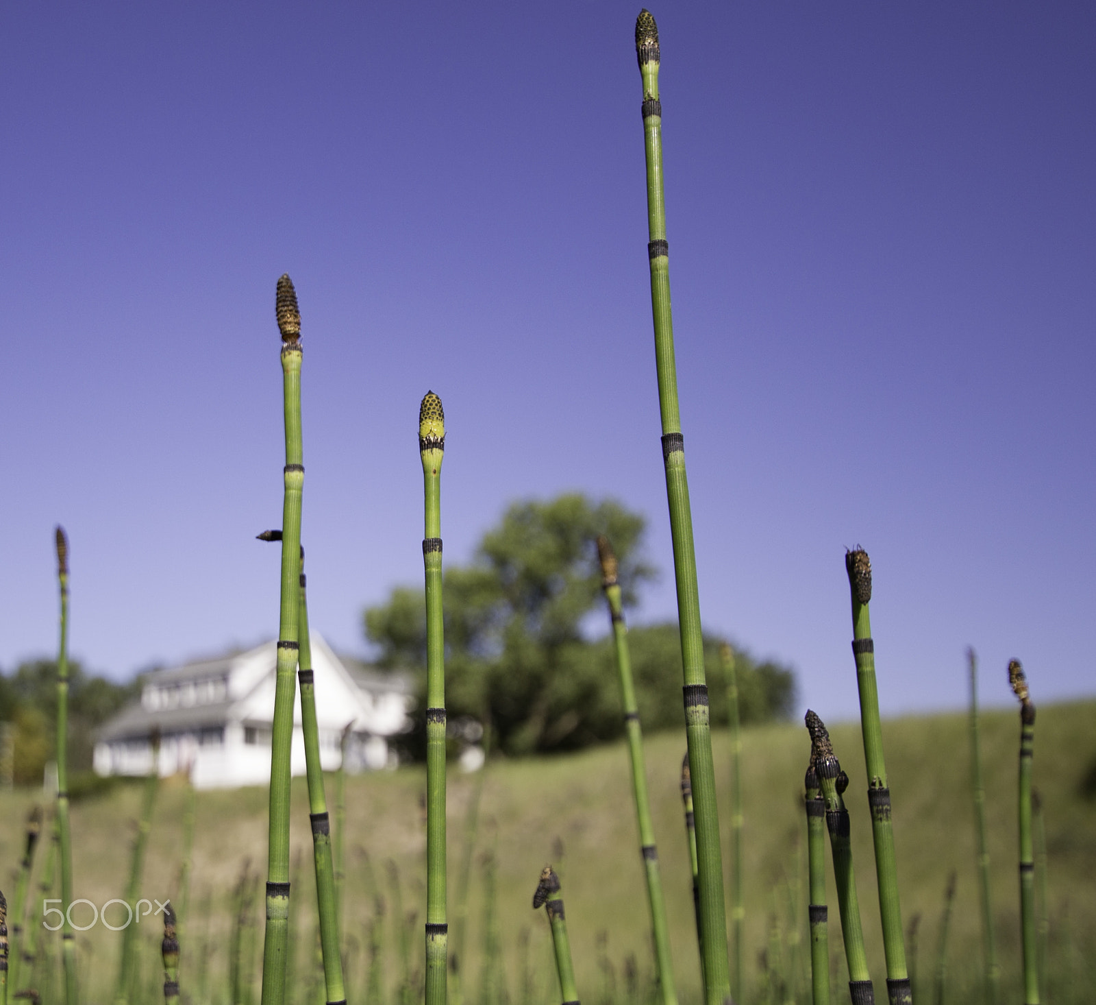Sigma 10-20mm F3.5 EX DC HSM sample photo. Seagrass photography