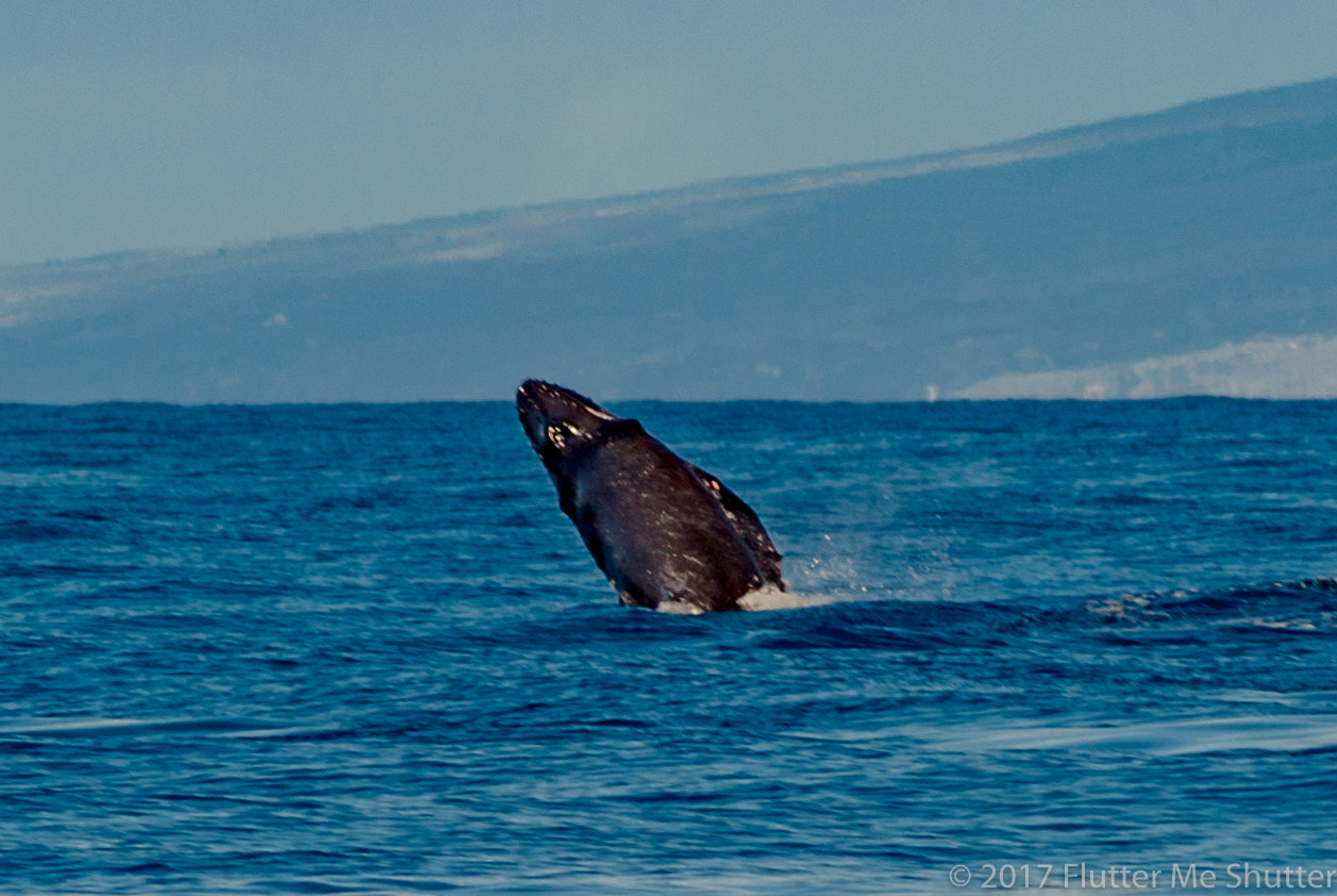 Nikon D700 sample photo. Baby humpback breech photography