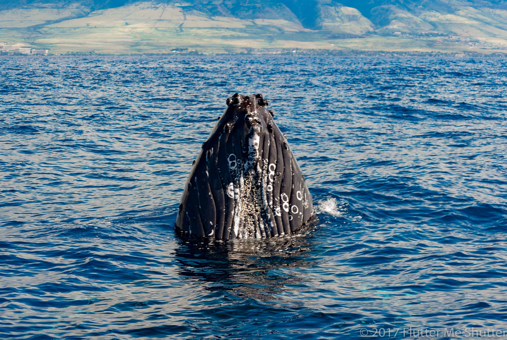Nikon D700 sample photo. Whale looking photography