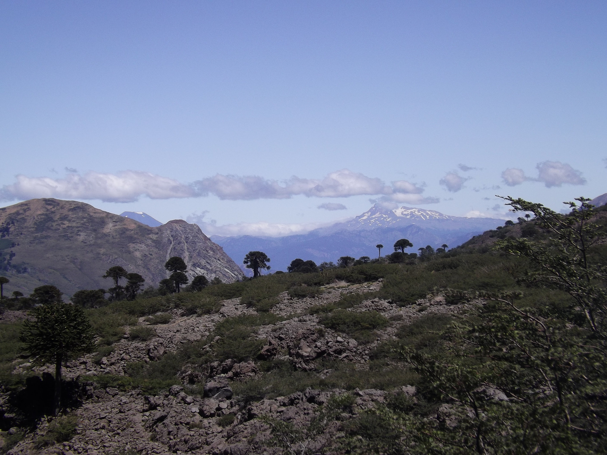 Fujifilm FinePix S4200 sample photo. Araucarias en lo alto, chile photography