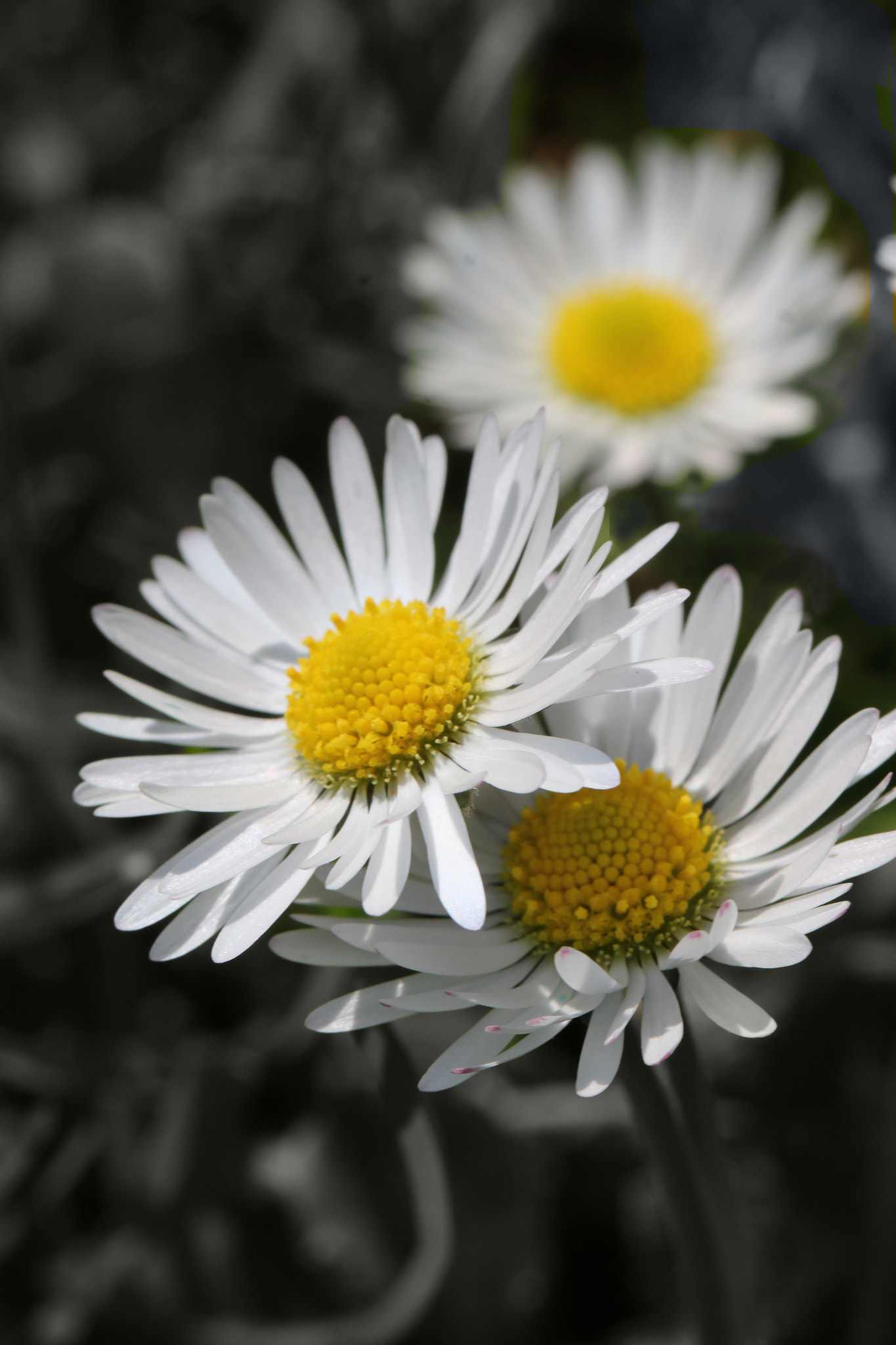 Canon EF 100mm F2.8L Macro IS USM sample photo. Daisy photography