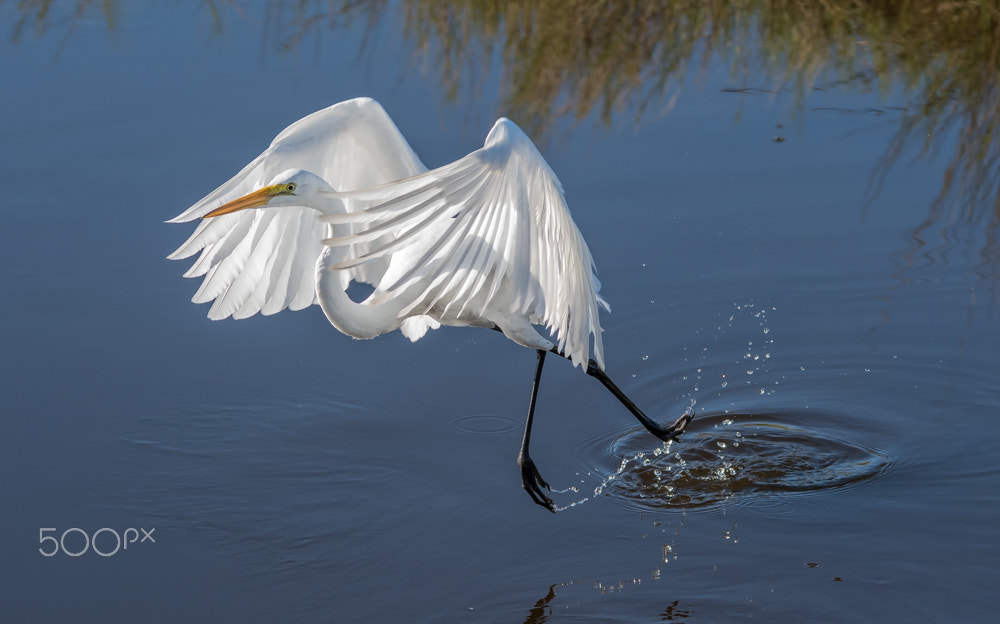 Sigma 150-500mm F5-6.3 DG OS HSM sample photo. Majestic photography