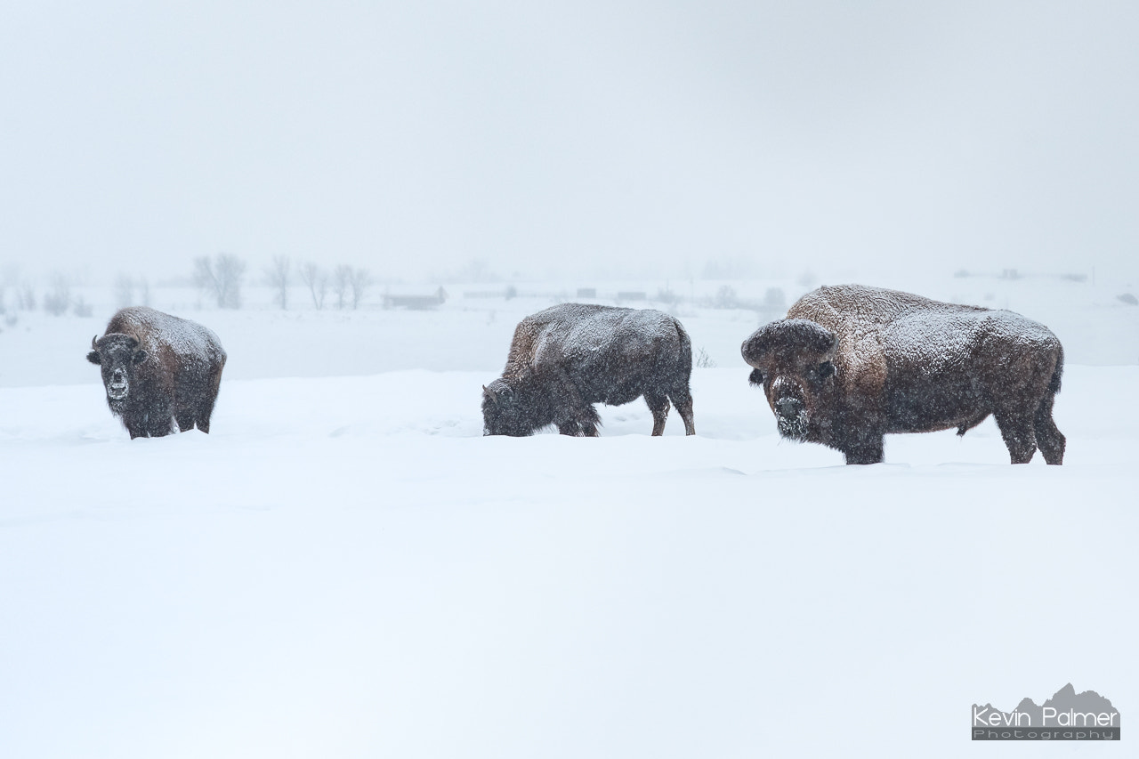 Nikon D750 + AF Nikkor 180mm f/2.8 IF-ED sample photo. Beasts in the snow photography