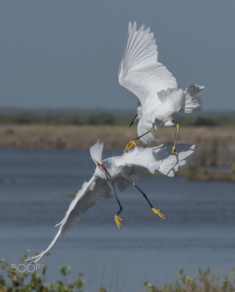 Sigma 150-500mm F5-6.3 DG OS HSM sample photo. Snowy fight photography