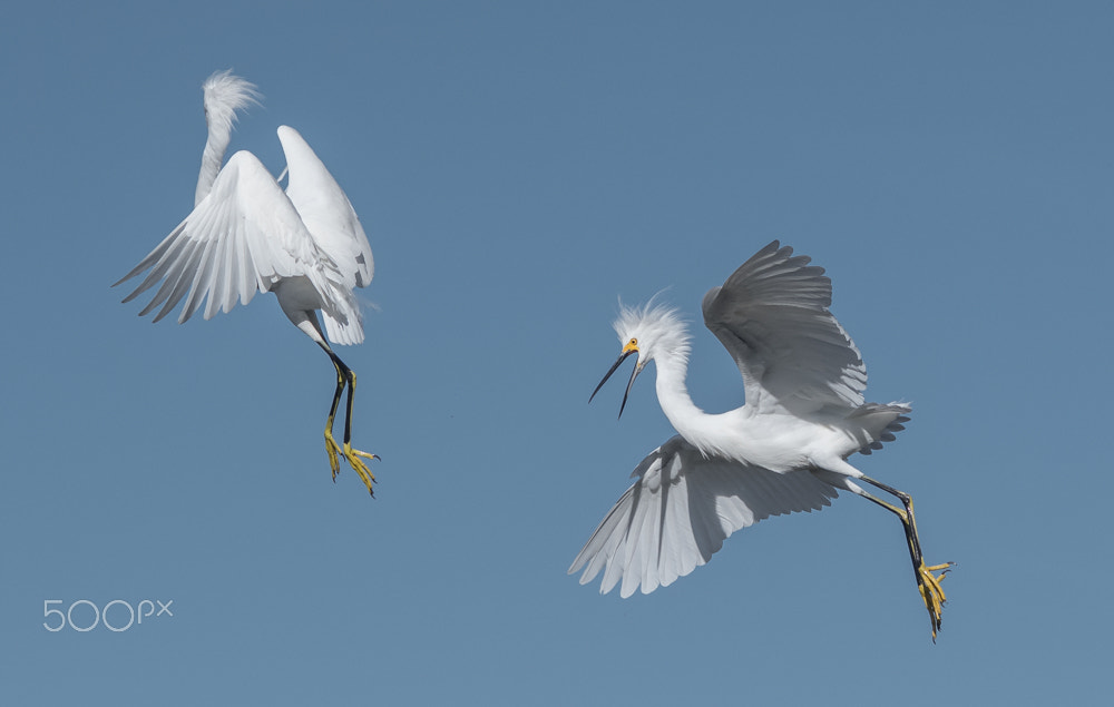 Sigma 150-500mm F5-6.3 DG OS HSM sample photo. Snowy fighting photography