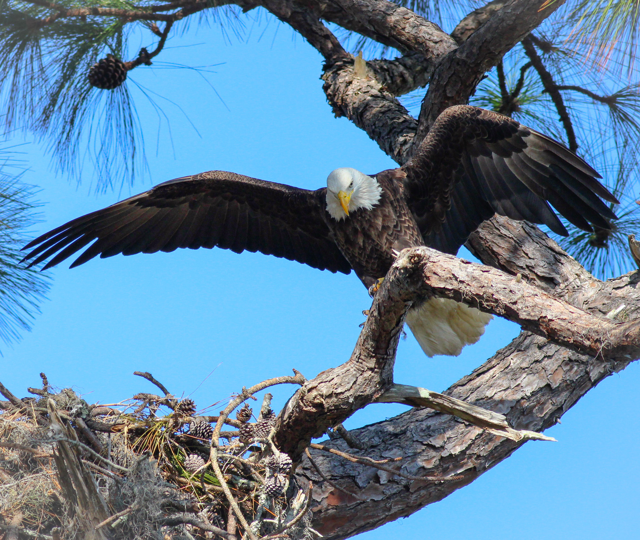 Canon EOS 600D (Rebel EOS T3i / EOS Kiss X5) + Canon EF 400mm F5.6L USM sample photo. Eagle stretch photography