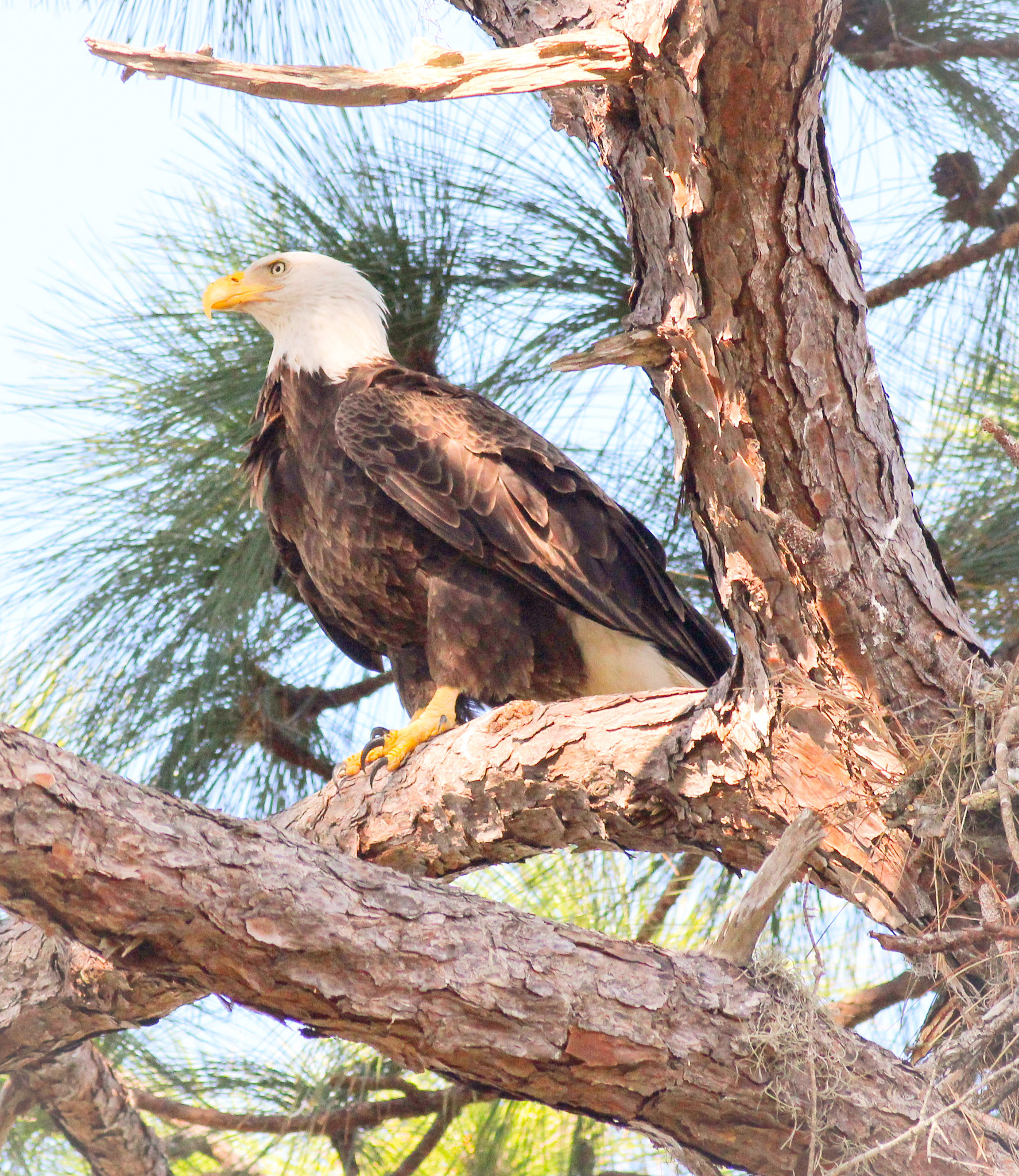 Canon EOS 600D (Rebel EOS T3i / EOS Kiss X5) sample photo. Eagle on branch photography