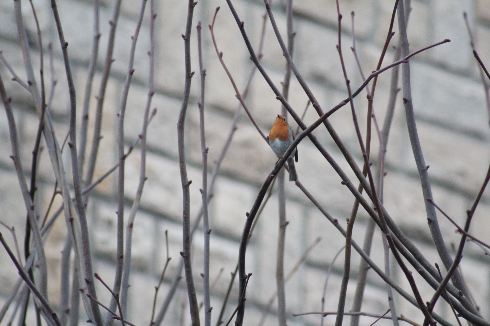 Canon EF 75-300mm f/4-5.6 USM sample photo. Img photography