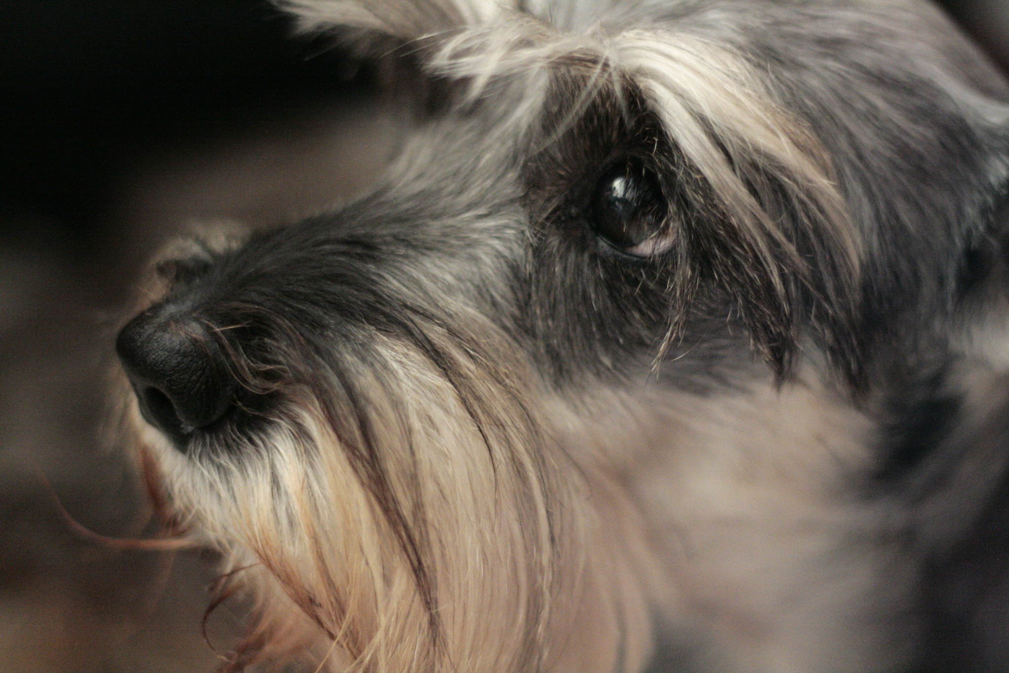 Canon EOS 400D (EOS Digital Rebel XTi / EOS Kiss Digital X) sample photo. I miss you so much <3 photography