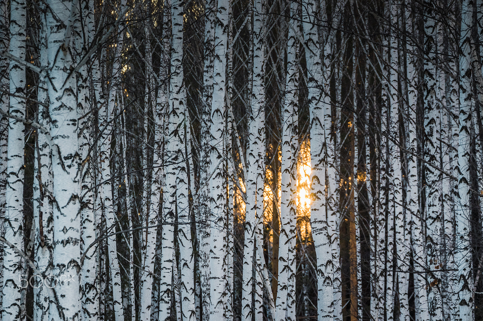 Canon EF 70-300mm F4-5.6L IS USM sample photo. Birch sunset photography