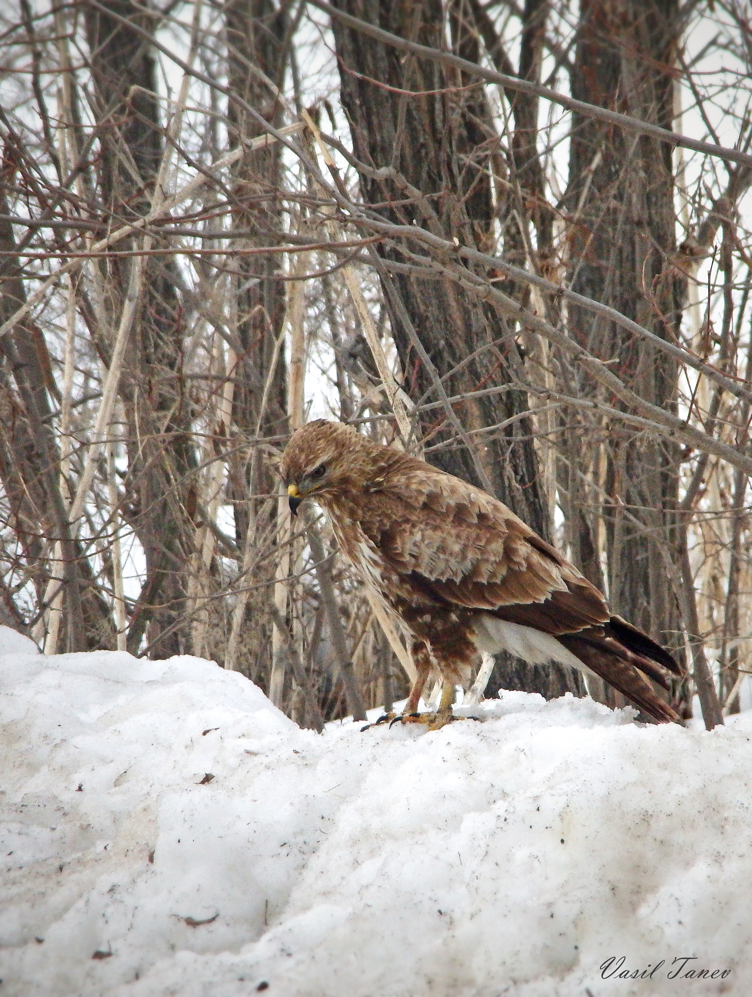 Olympus SH-60 sample photo. Обикновен мишелов (buteo buteo) photography