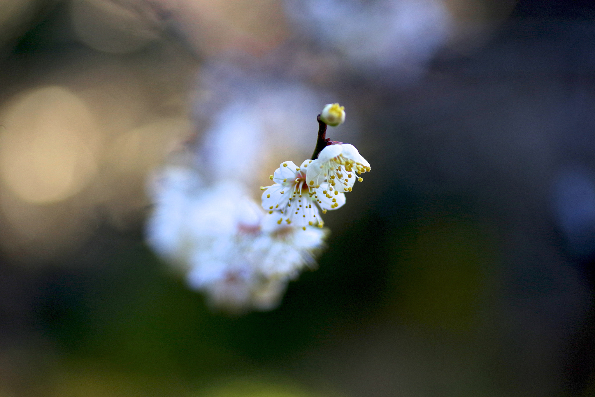 Tamron SP AF 90mm F2.8 Di Macro sample photo. Stretch out photography