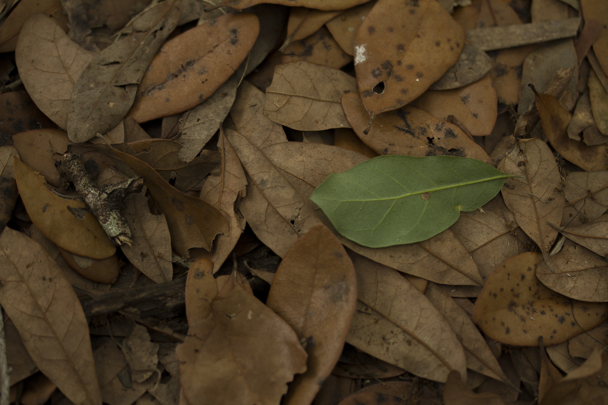 Canon EF-S 60mm F2.8 Macro USM sample photo. Green thumb photography