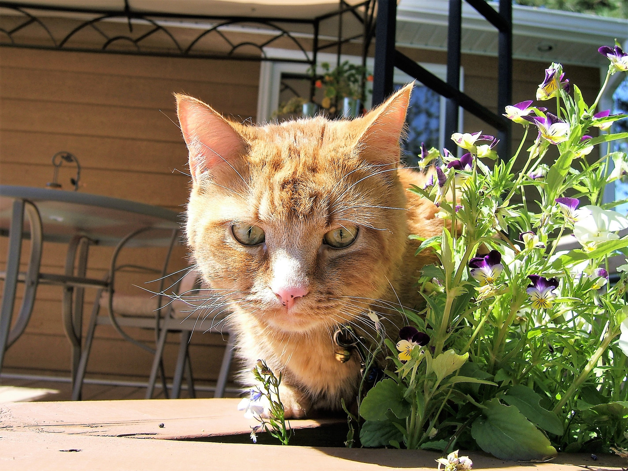 Fujifilm FinePix F810 sample photo. Cat with flowers photography