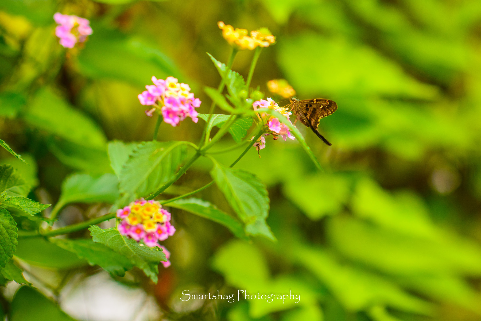 Nikon D610 + Nikon AF-S Nikkor 85mm F1.4G sample photo. The visitor photography