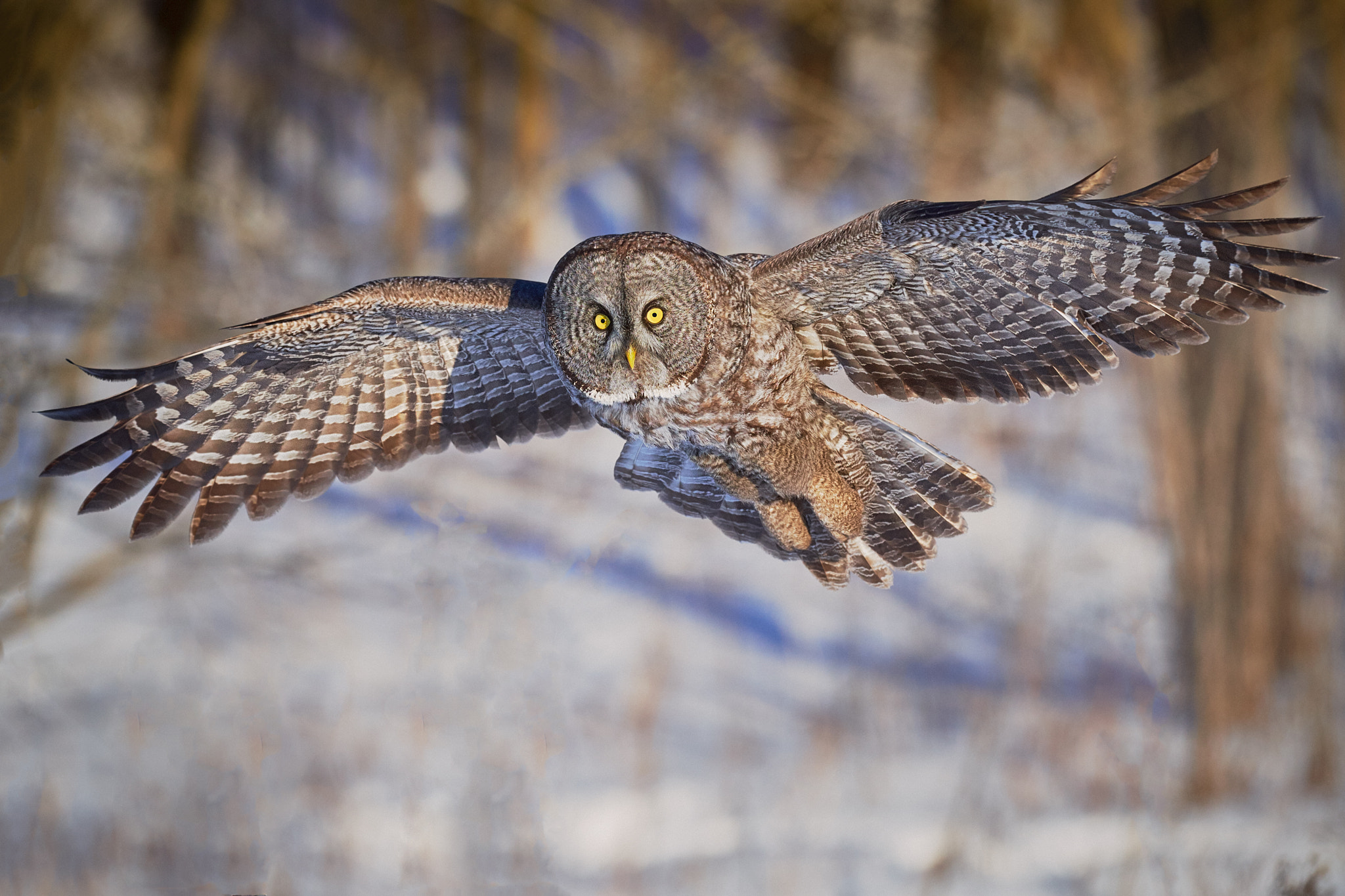 Nikon AF-S Nikkor 300mm f/4E PF ED VR sample photo. Great gray owl photography