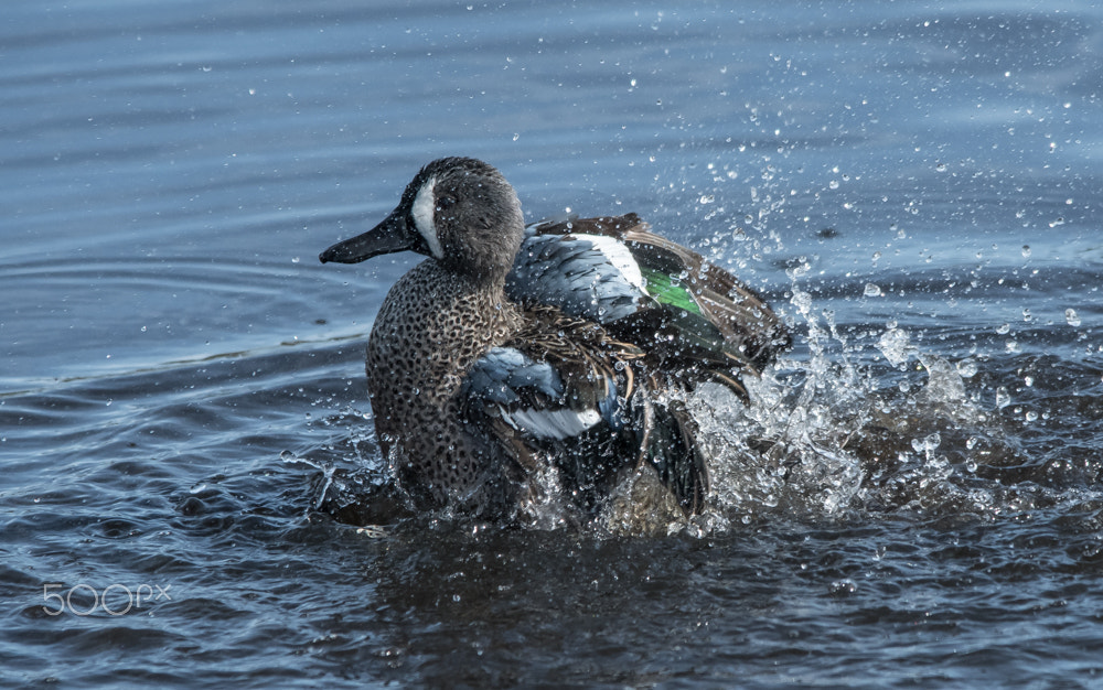Sigma 150-500mm F5-6.3 DG OS HSM sample photo. Splash photography